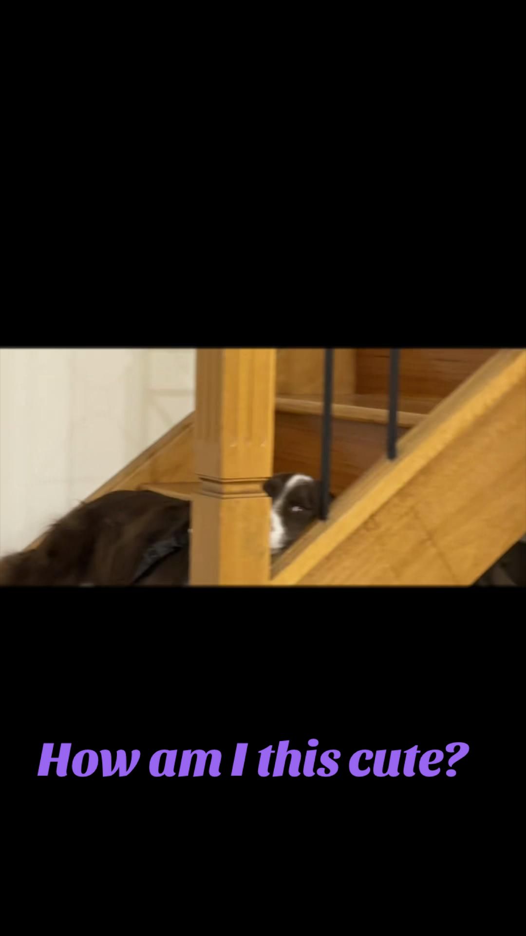 @Just Flame and his Human