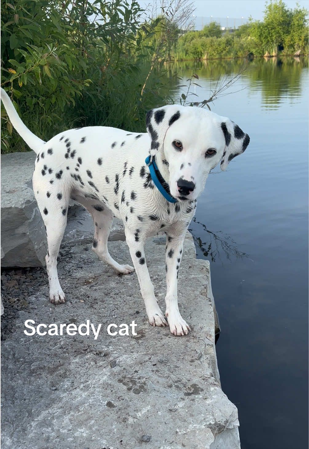 @Nevada the Dalmatian