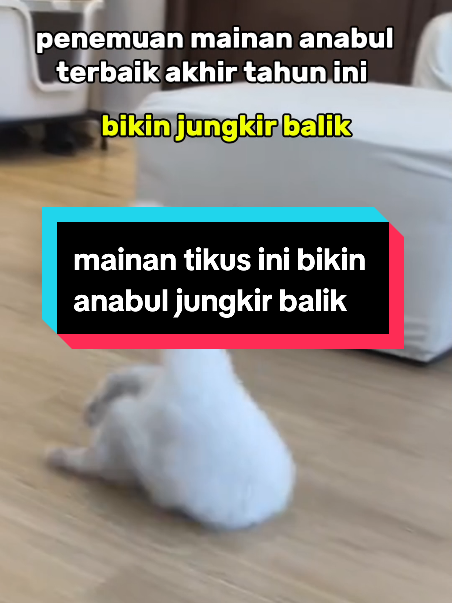 @dunia kucing