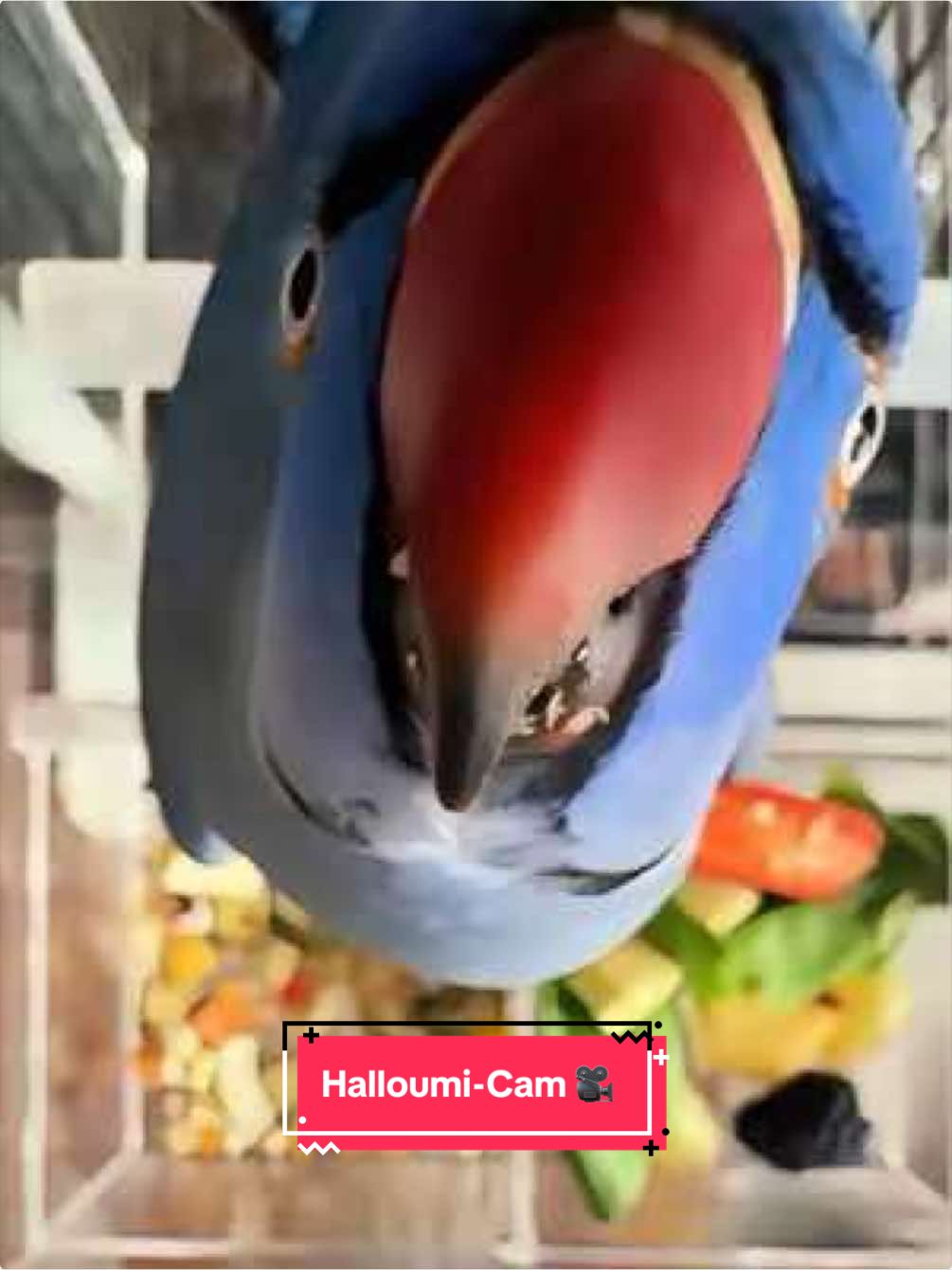 @Halloumi