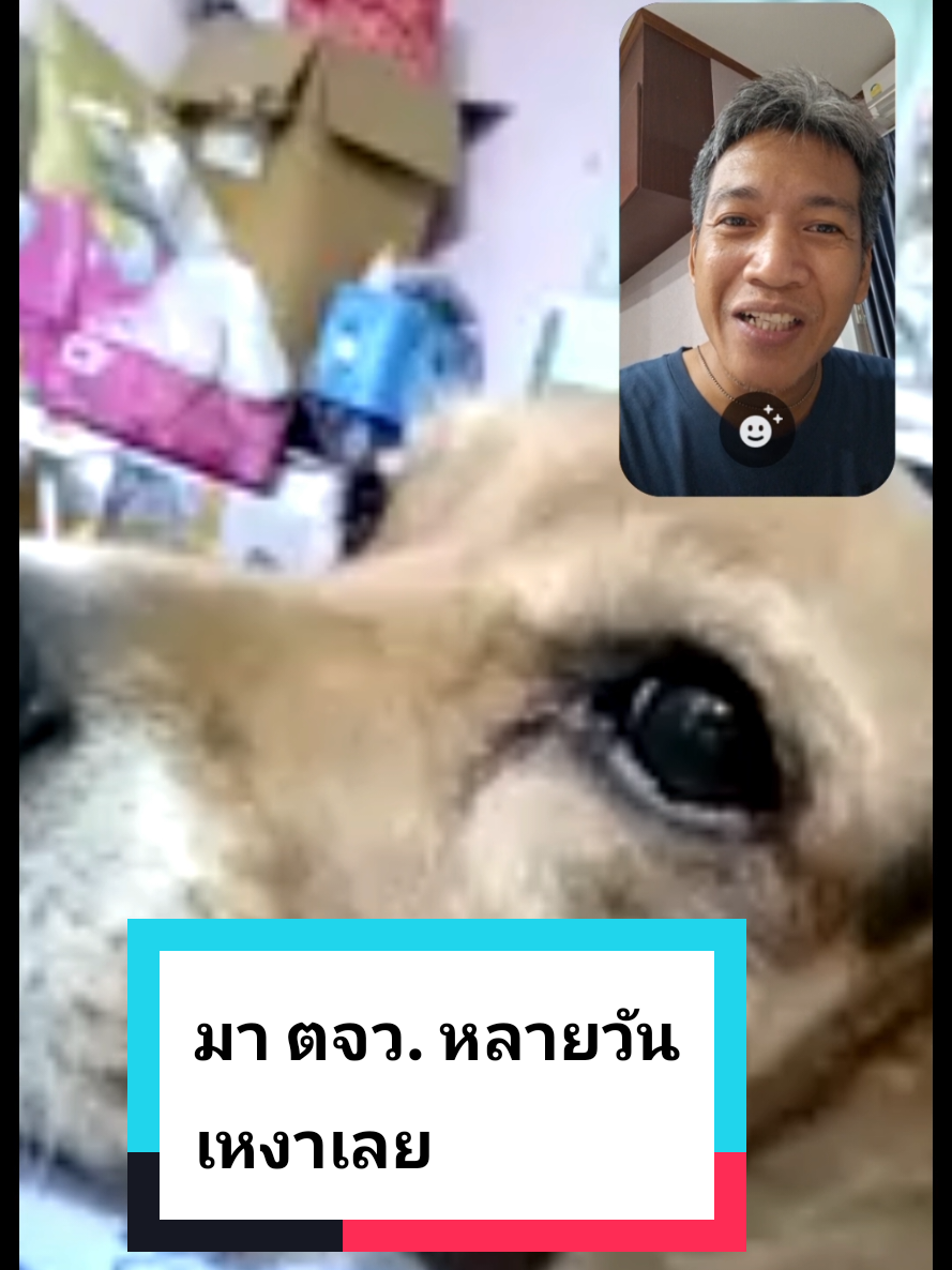 @ปุ๊ บูมเมอแรง Pook Boomerang