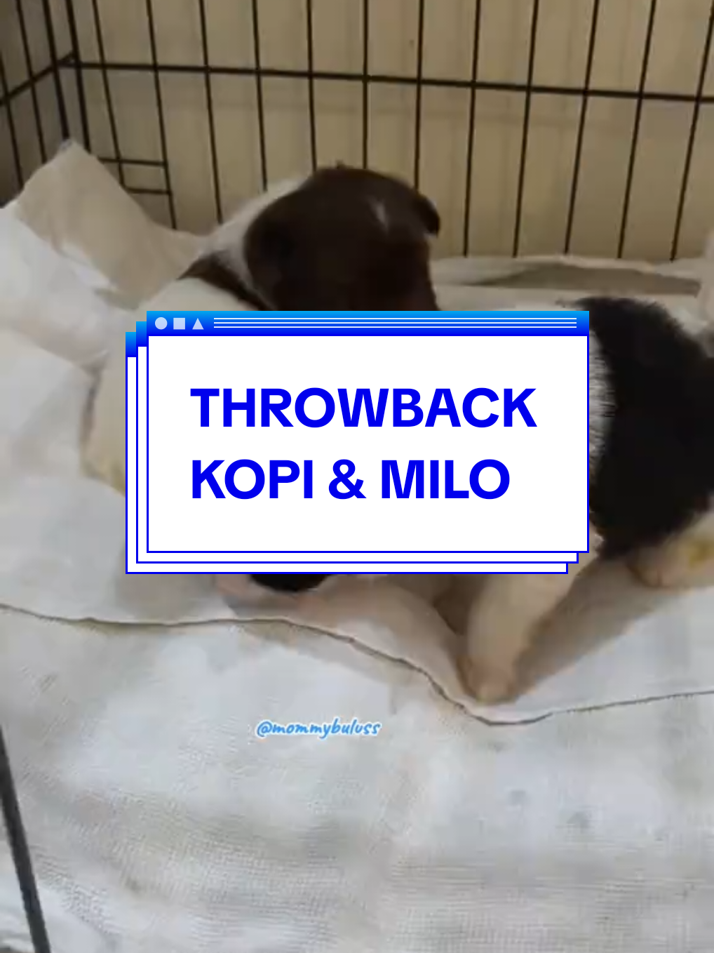 @🐕🐈⬛ Mommy Buluss 🐎🐒💙