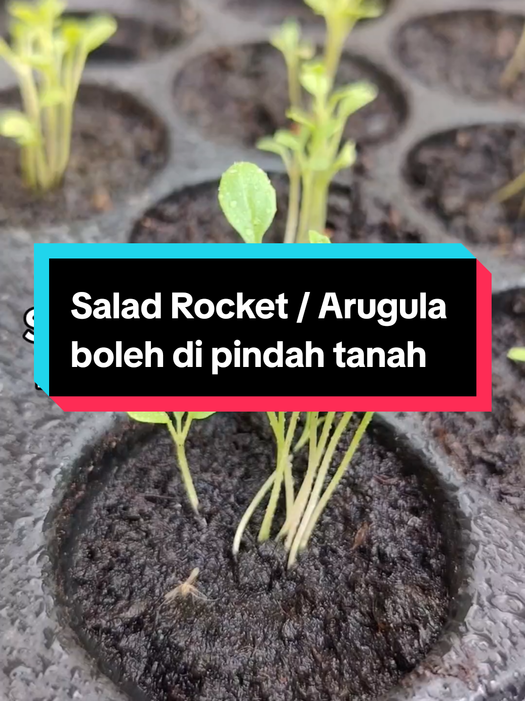 @Kakak Rose