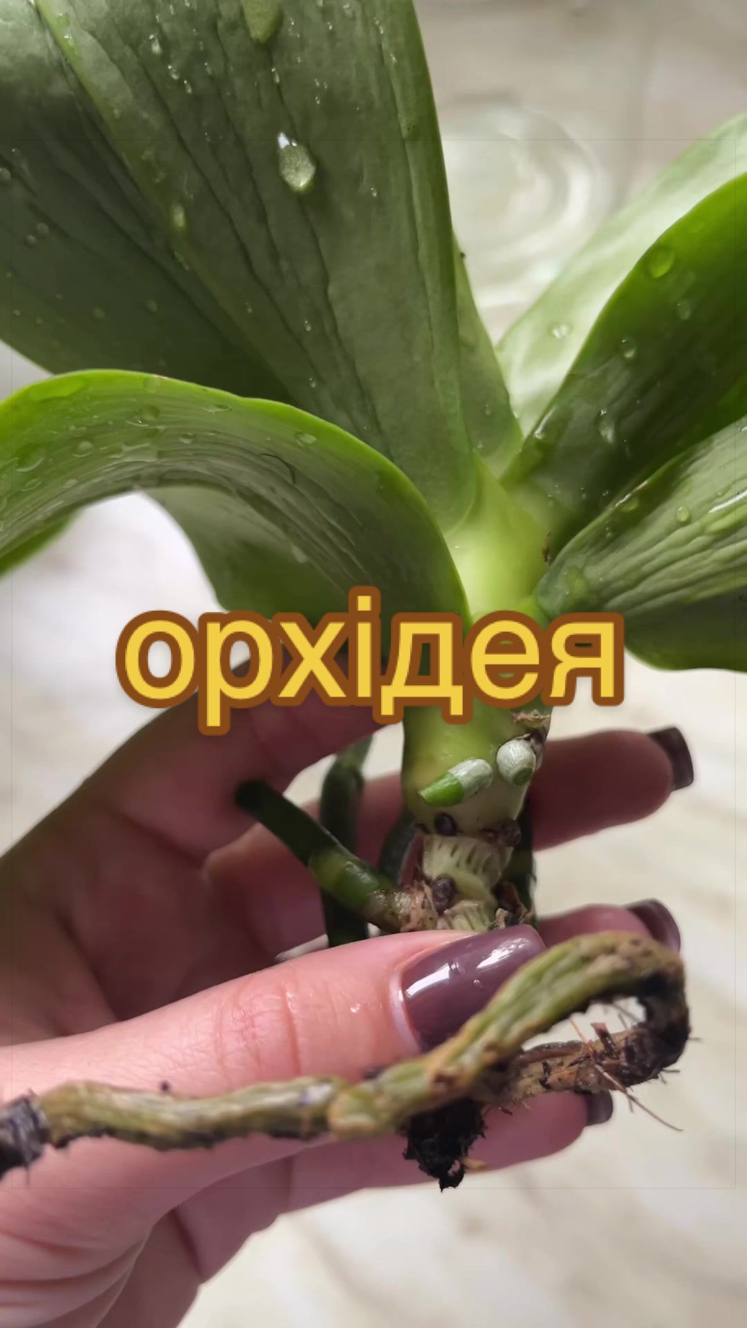 @🧚леся🧚