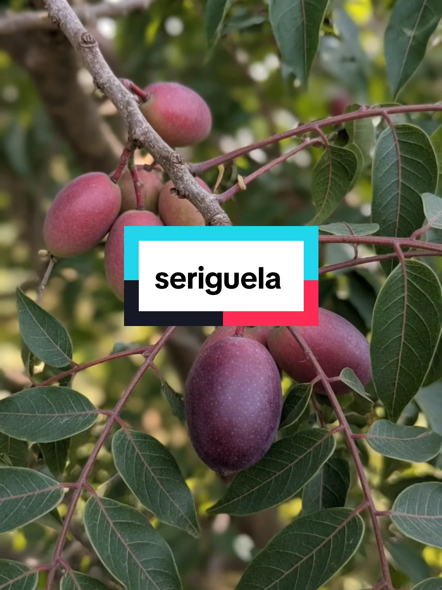 @Dicas e Receitas Naturais