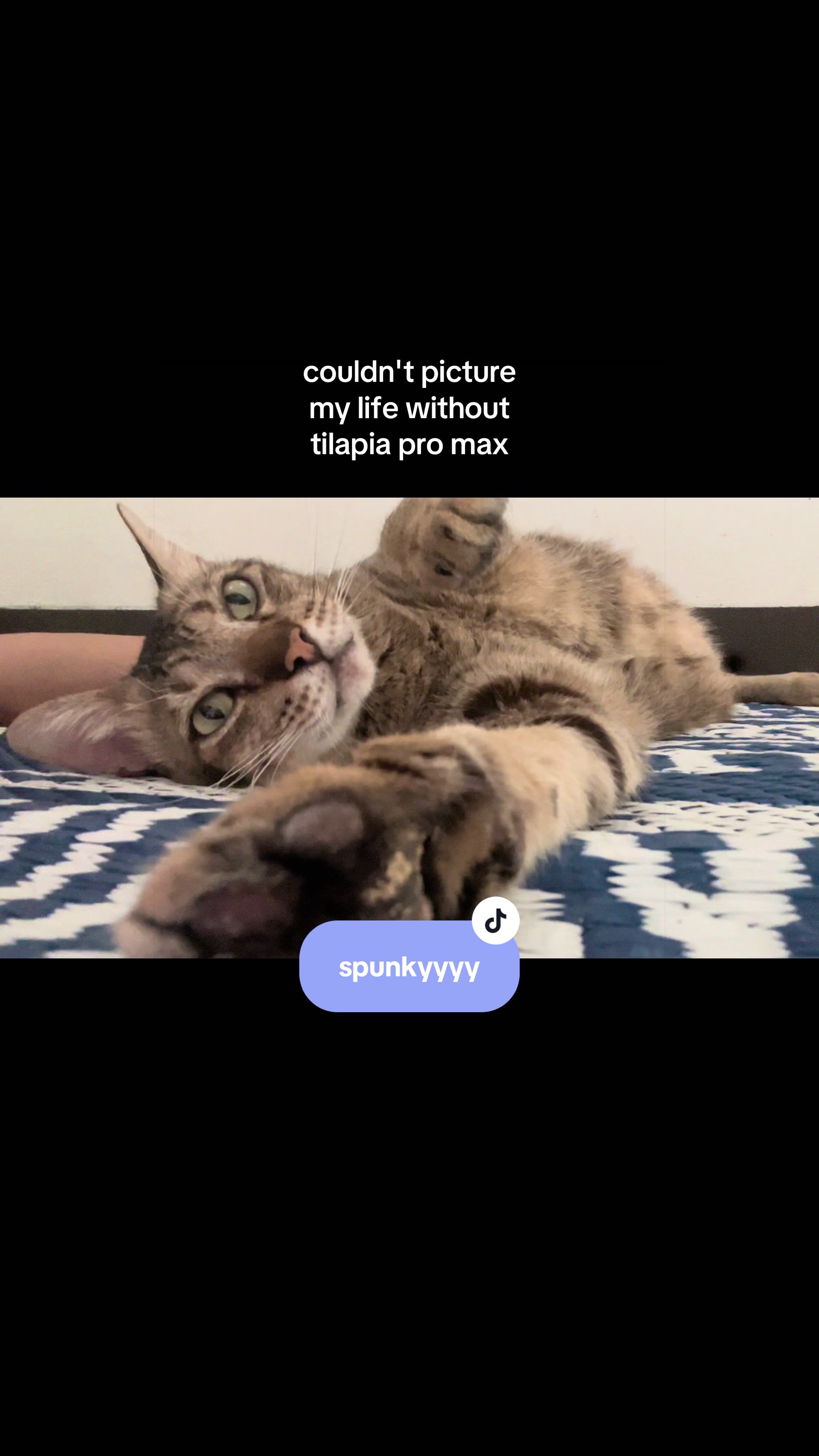 @17meows