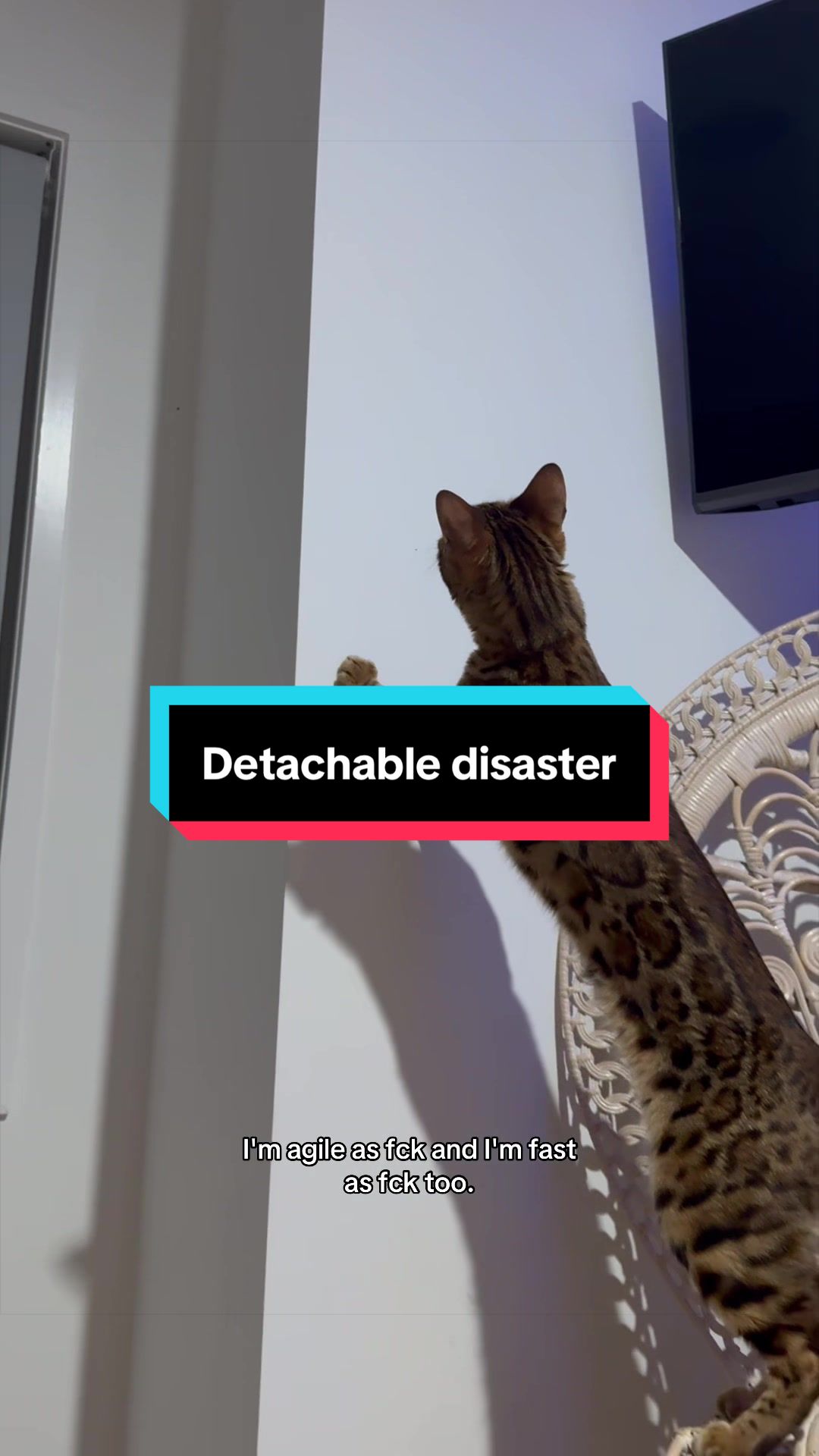 @Skeeter The Bengal