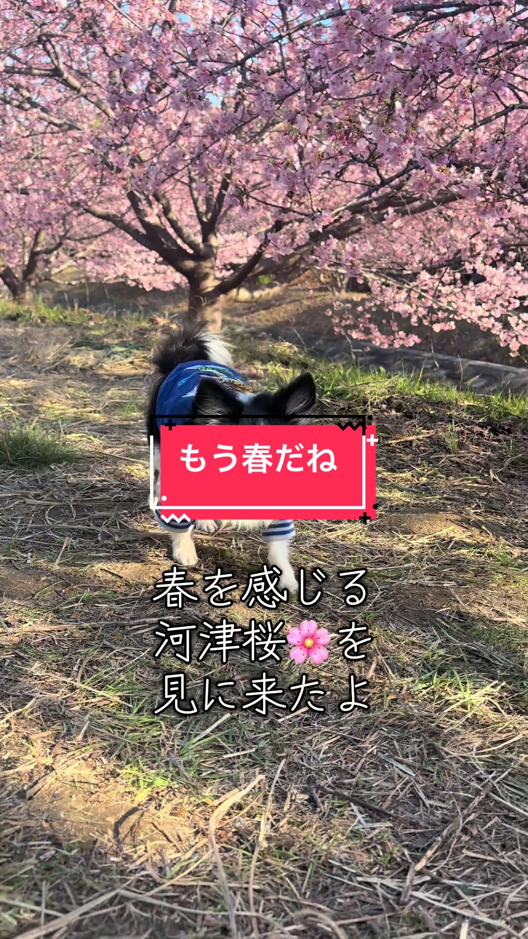 @ニンニン🐶🩵🍀