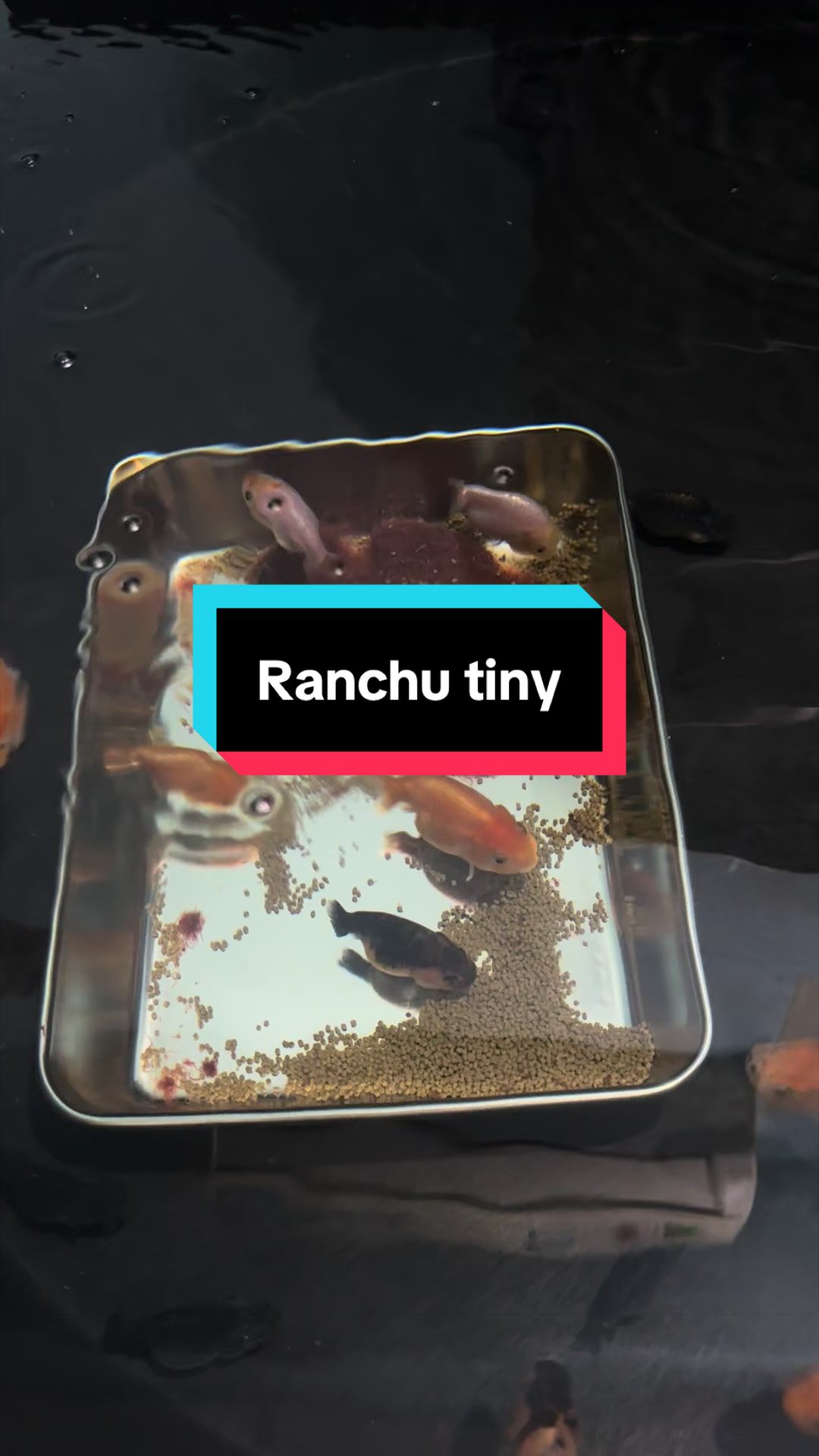 @Ranchu Sakana House 🐠