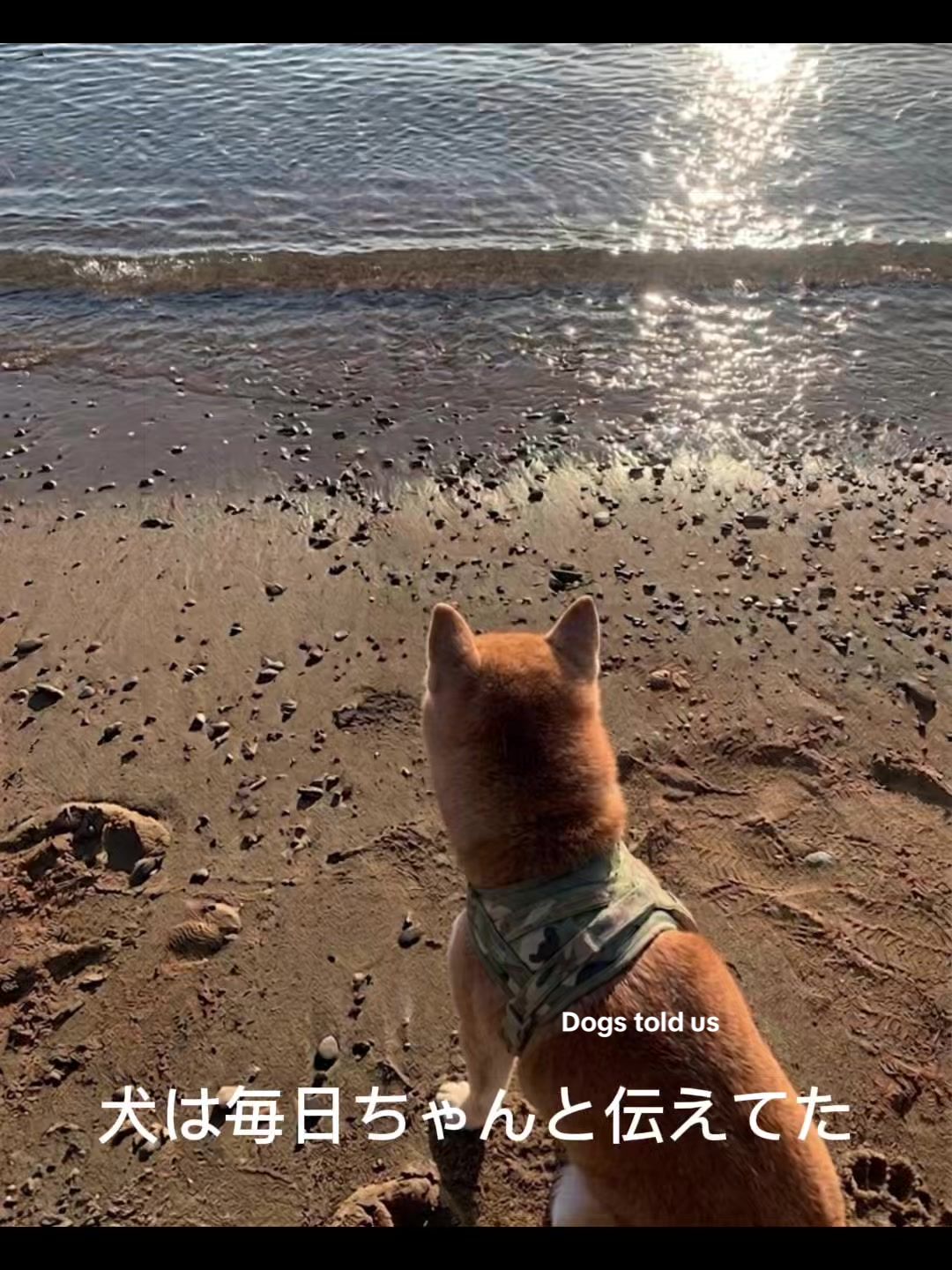 @ron_shiba