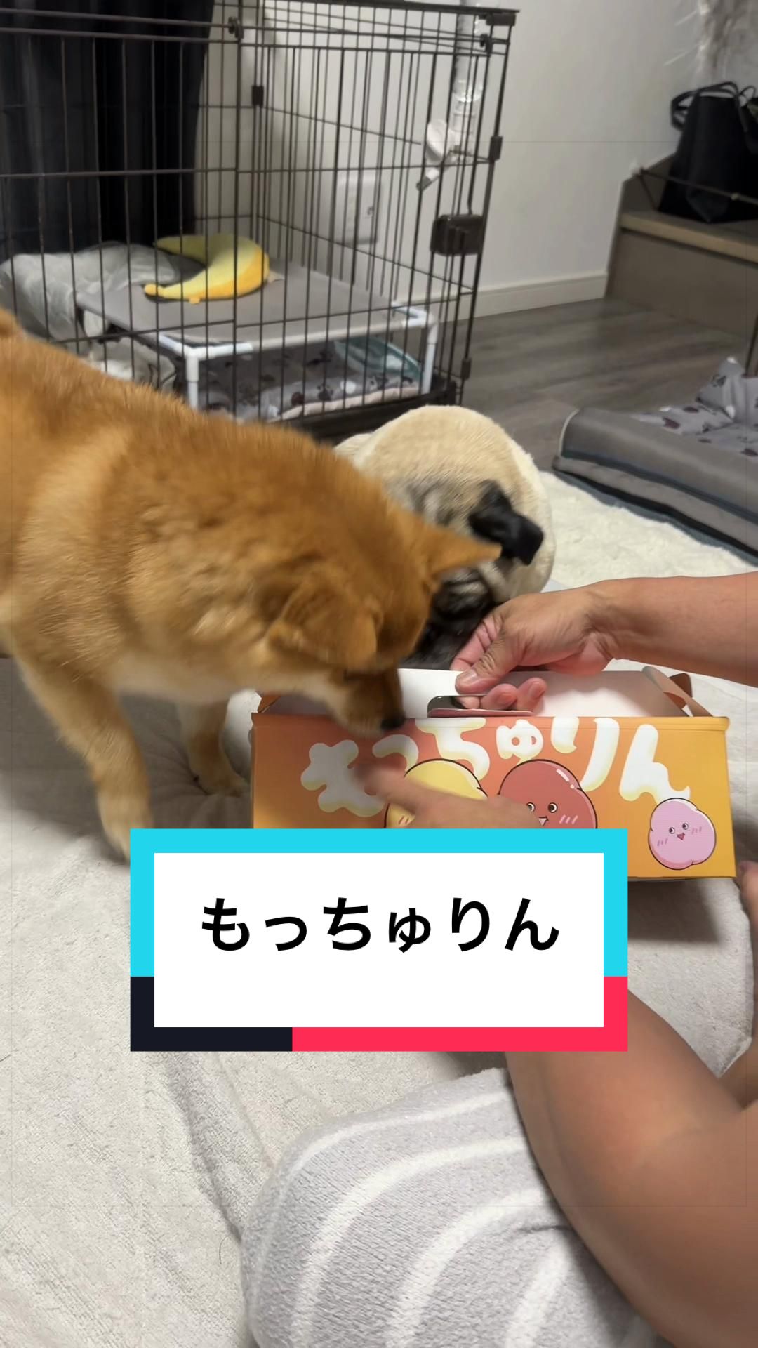 @🐶とん&ぺっぺこぺー🦊
