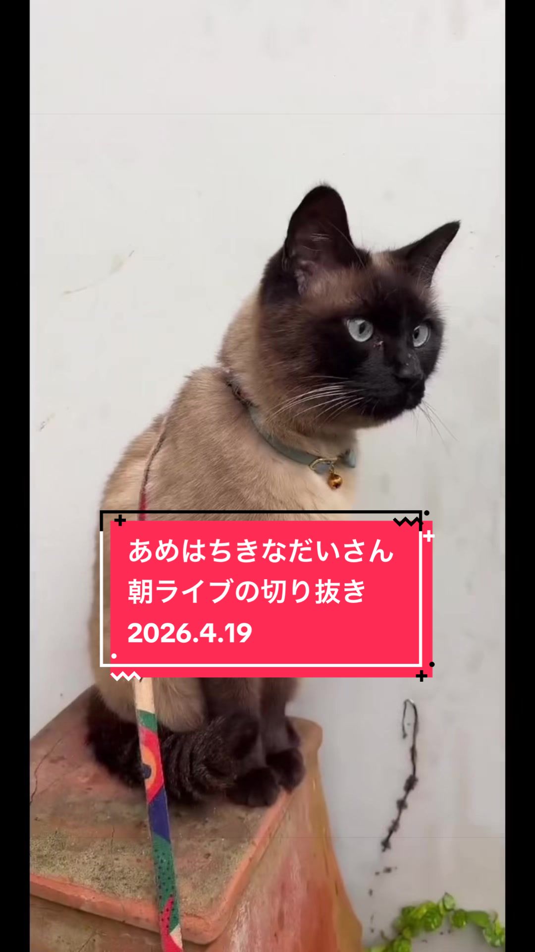 @👑ミキティ👑🙀🍜🙀🌿