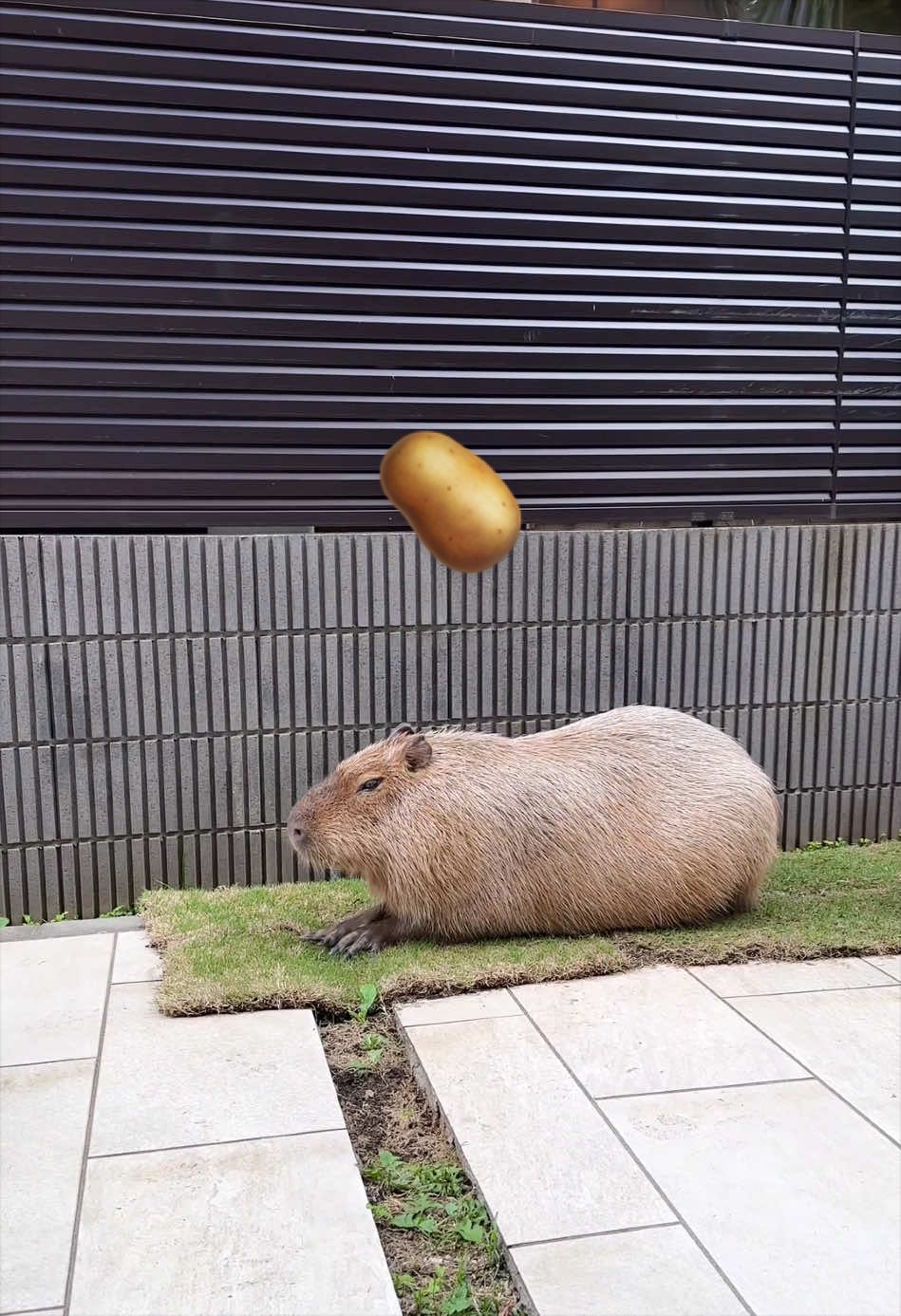 @カピヴィレッジ