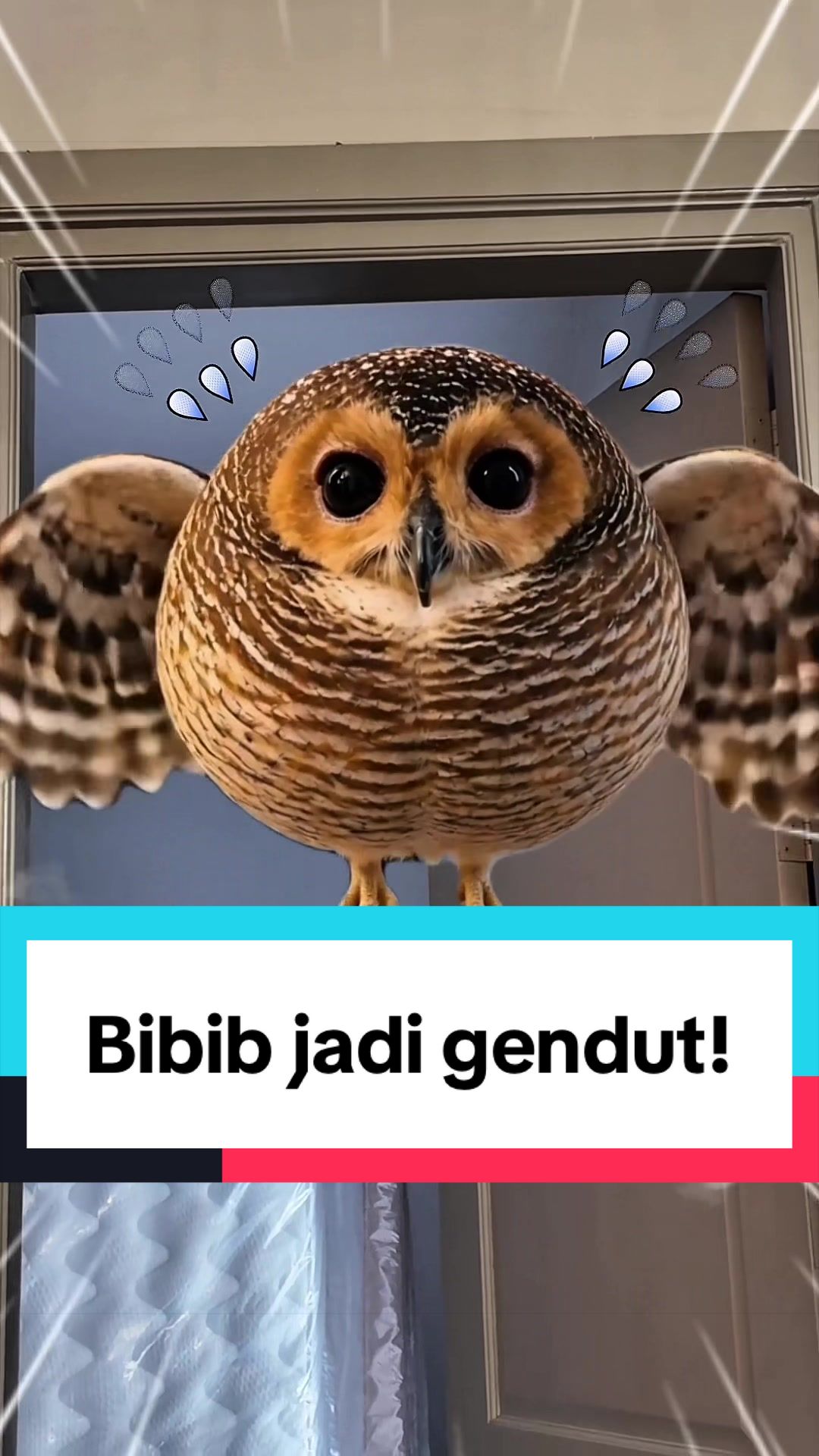 @Bibib Family
