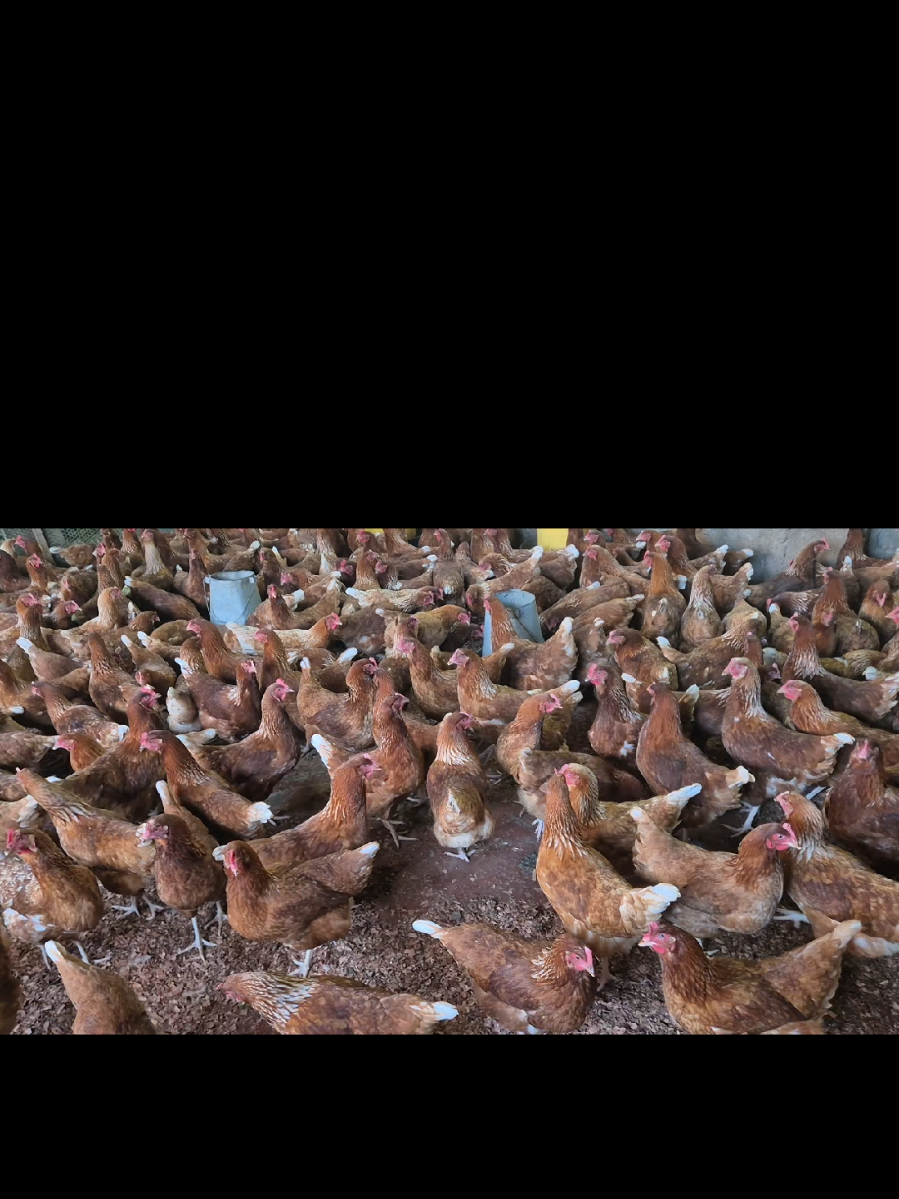 @stepfarm