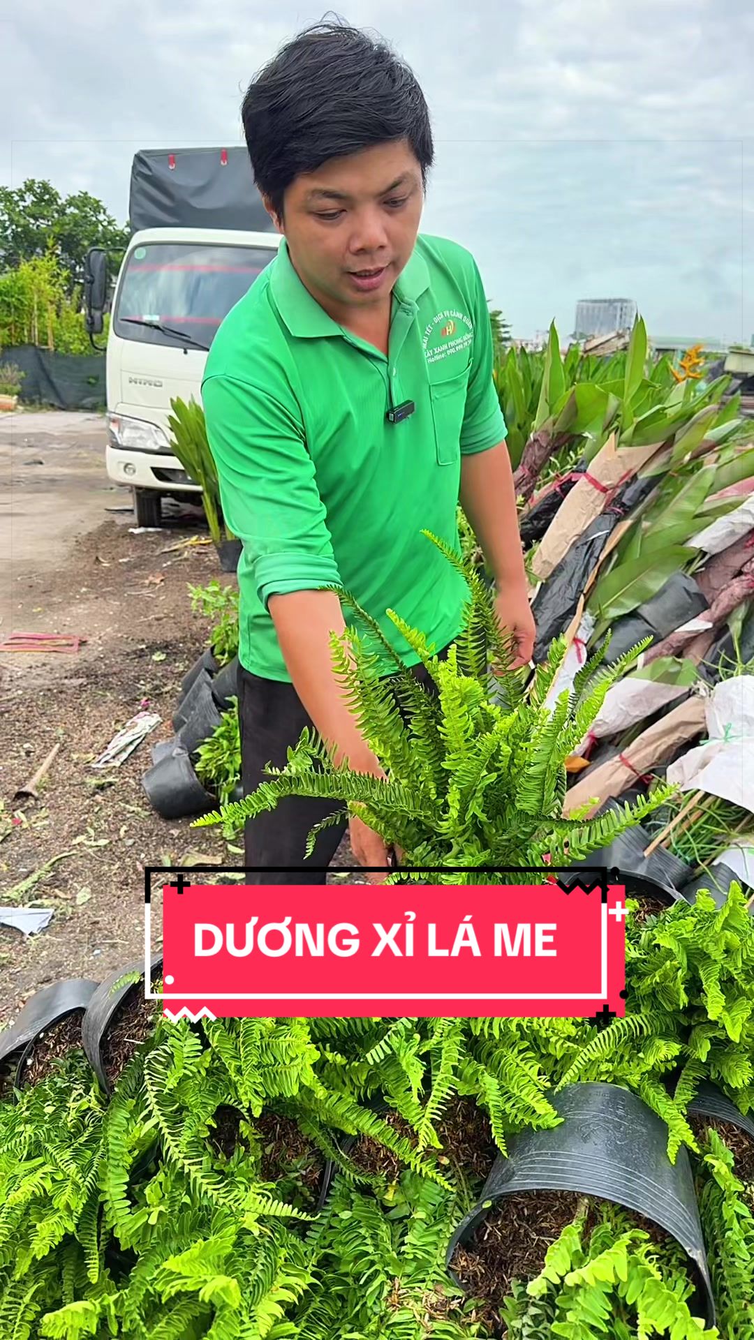 @Cây Xanh Phong Hồng