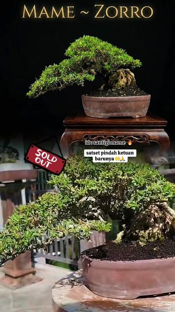 @warbonsai_purwodadi