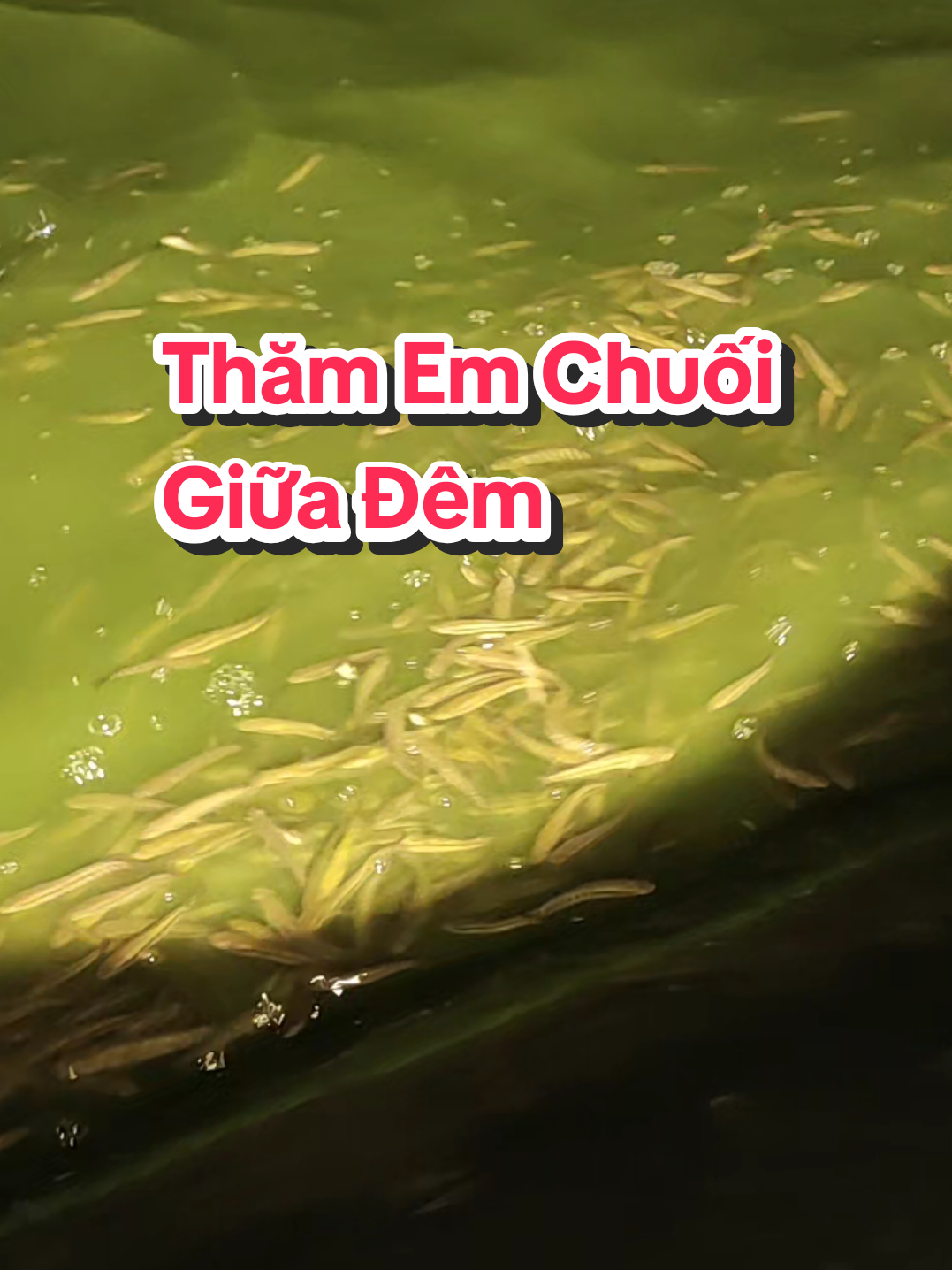 @Con Ghẻ Của TikTok 3