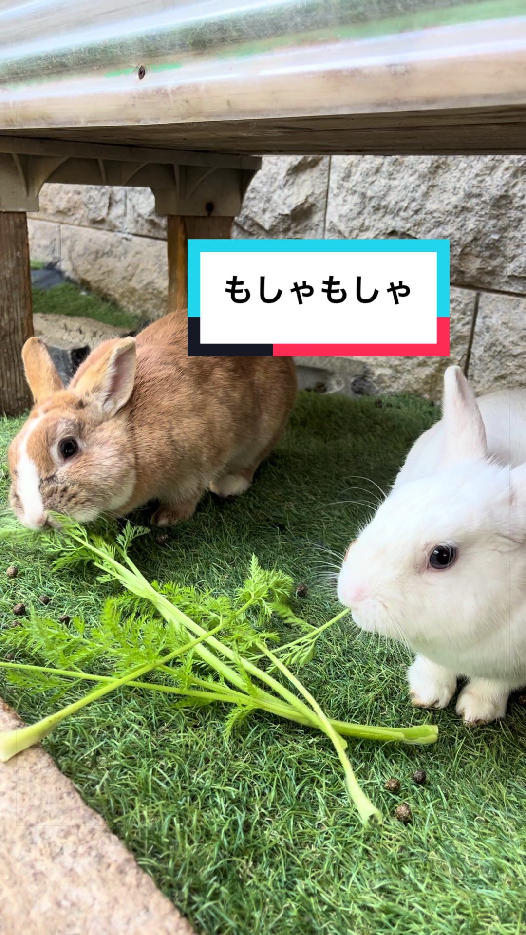 @【公式】月うさぎの里