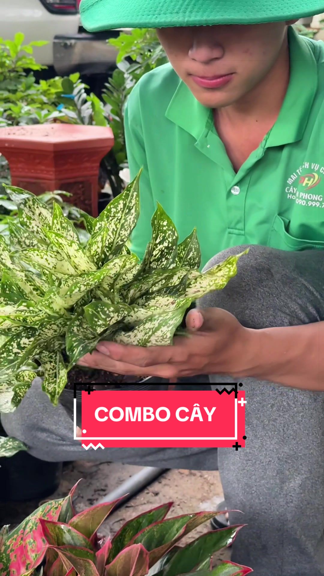 @Cây Xanh Phong Hồng
