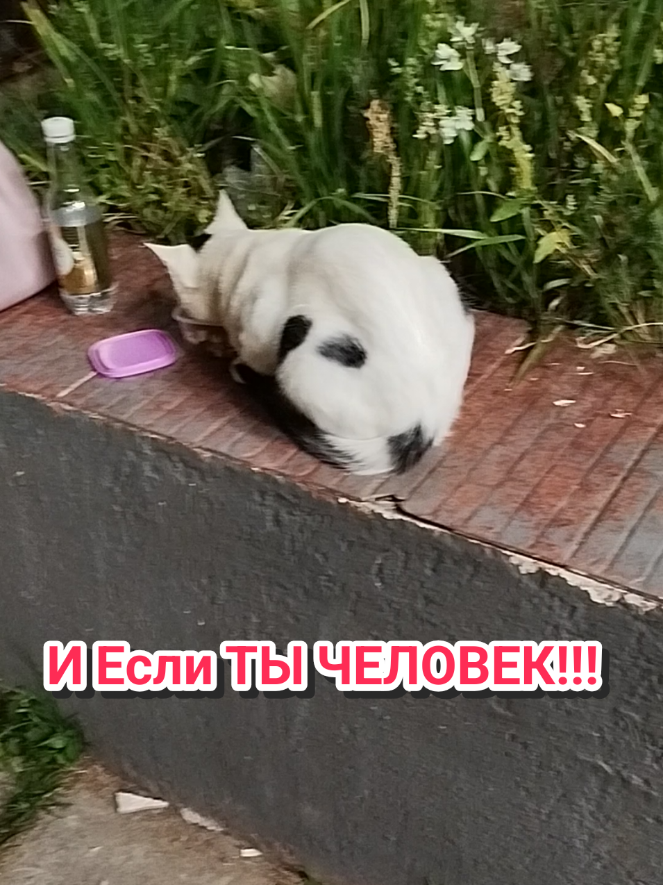 @IRINA