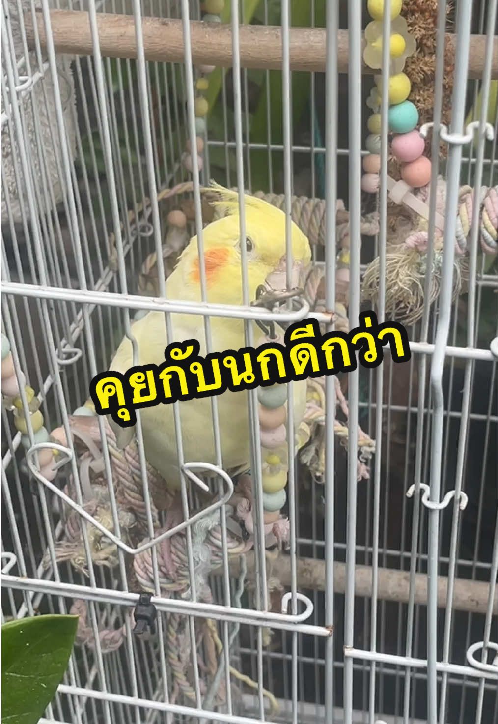 @lolwawah
