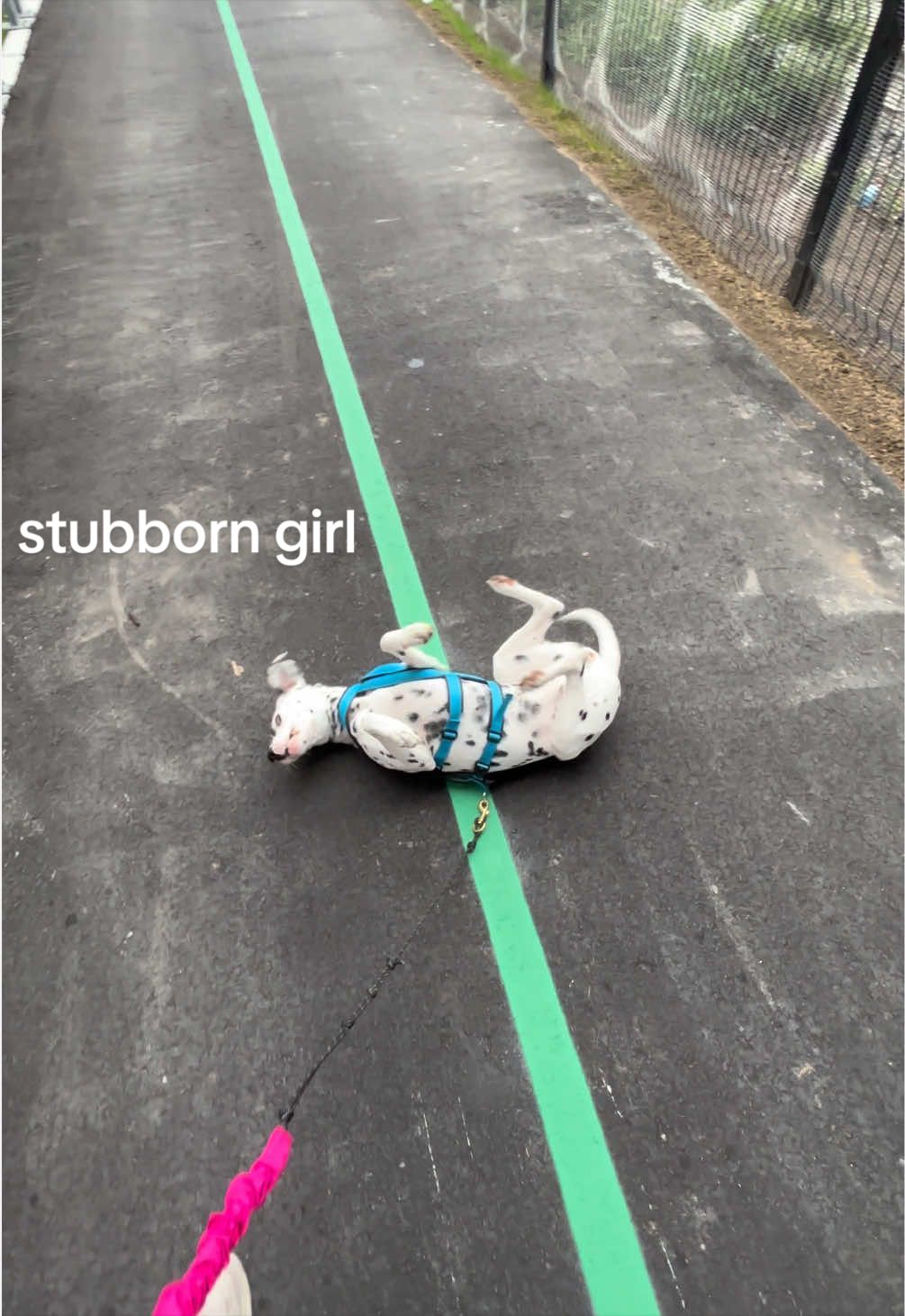 @Nevada the Dalmatian