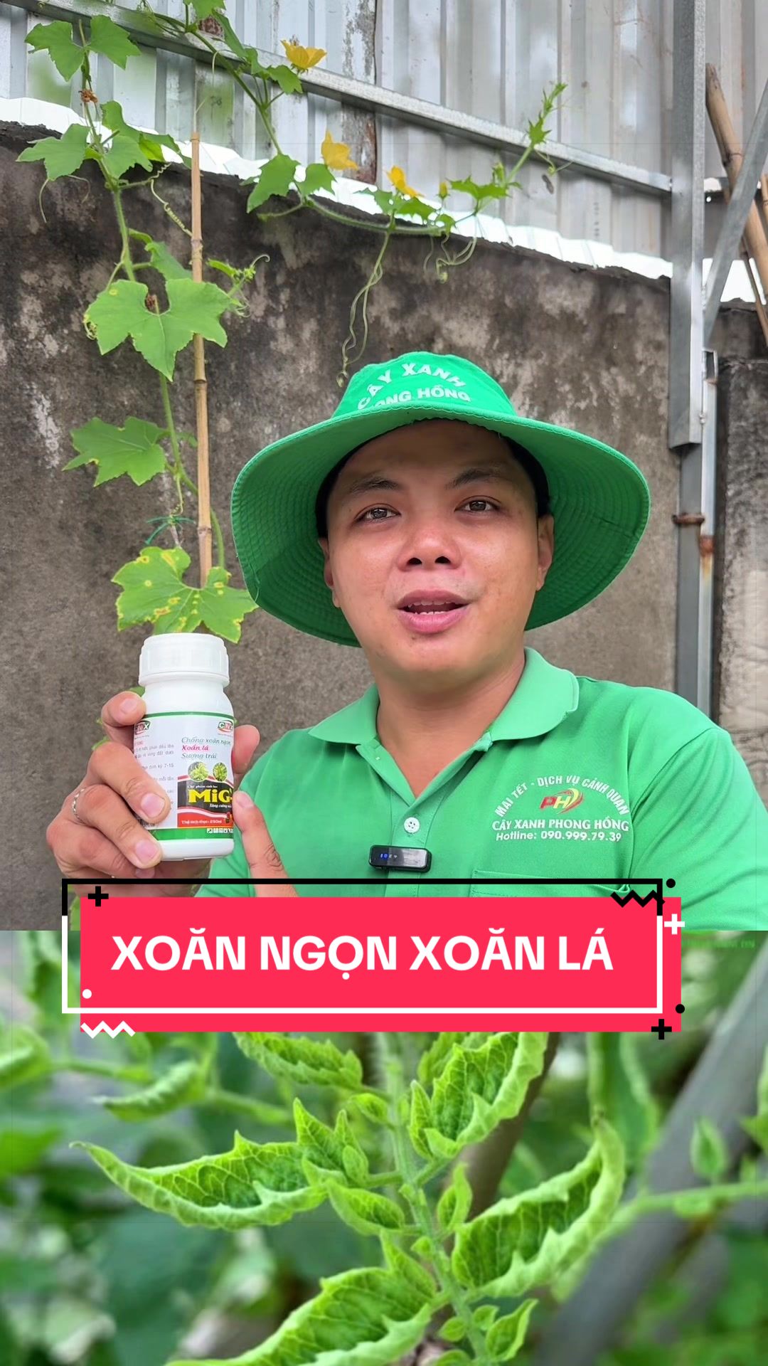 @Cây Xanh Phong Hồng