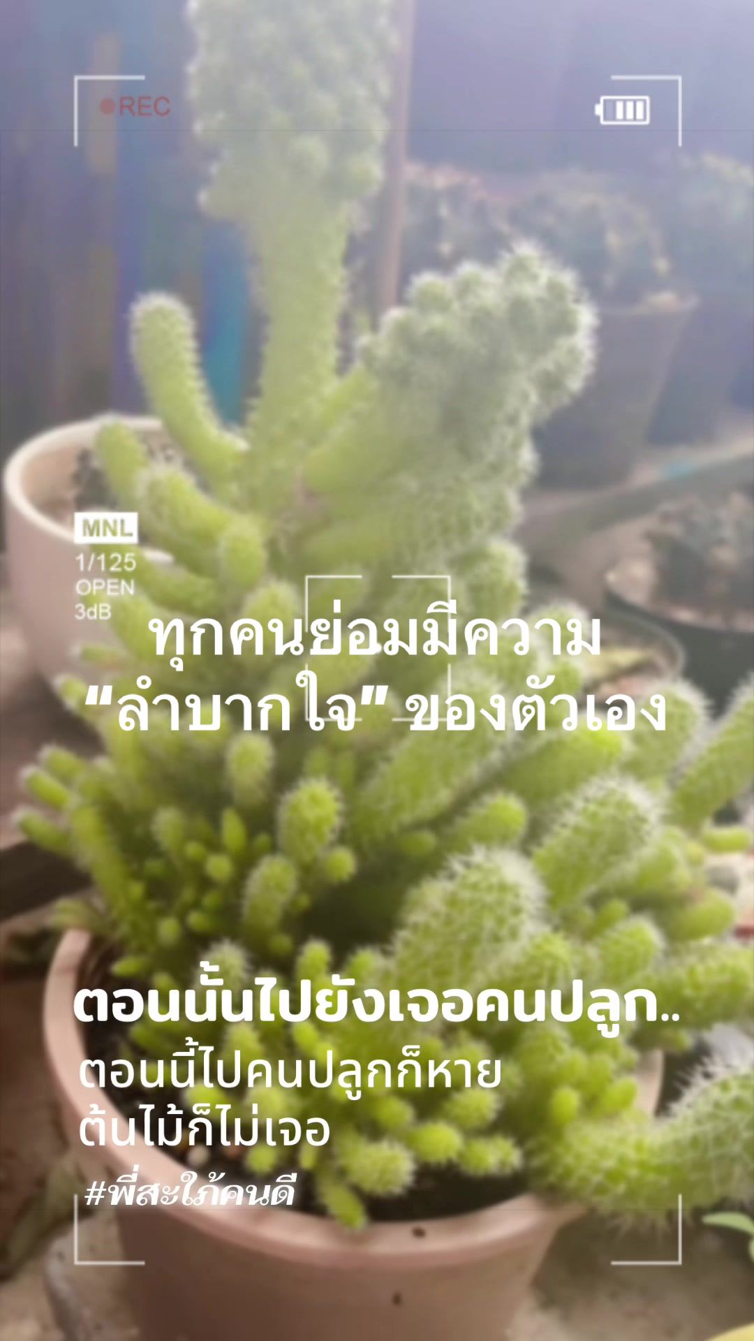 @เสื้อลูกไม้ PK Shop
