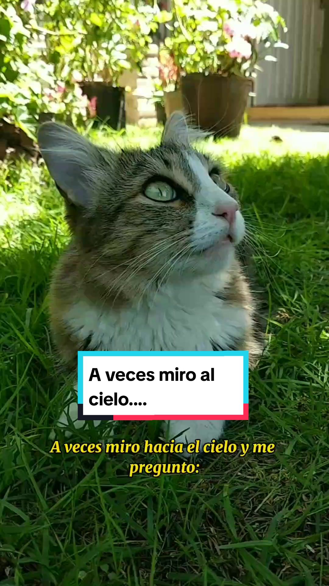 @Lunita🐱🌜