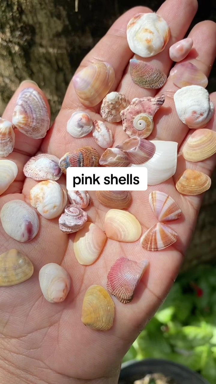 @Seaglass Goddess ღ