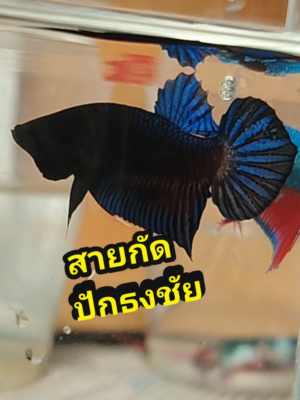 @โกโก้ทรงโจร(น้านนท์)