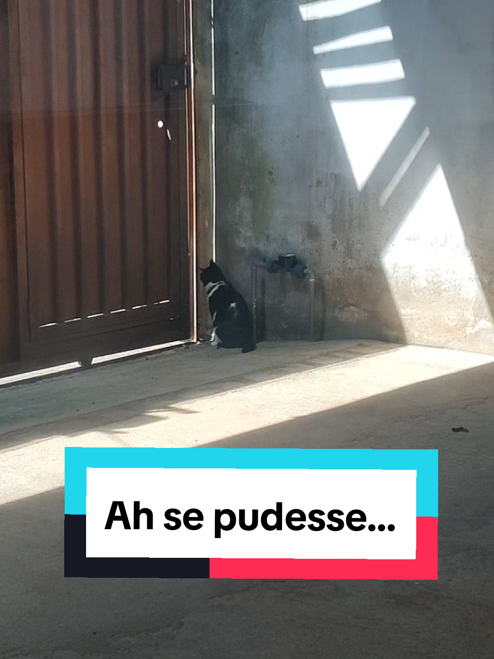 @Kyuubi e Dory no Comando 🐾