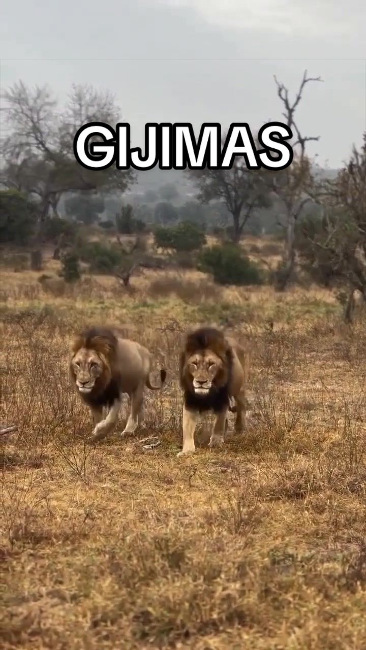 @Nai (aka Lion Expert)