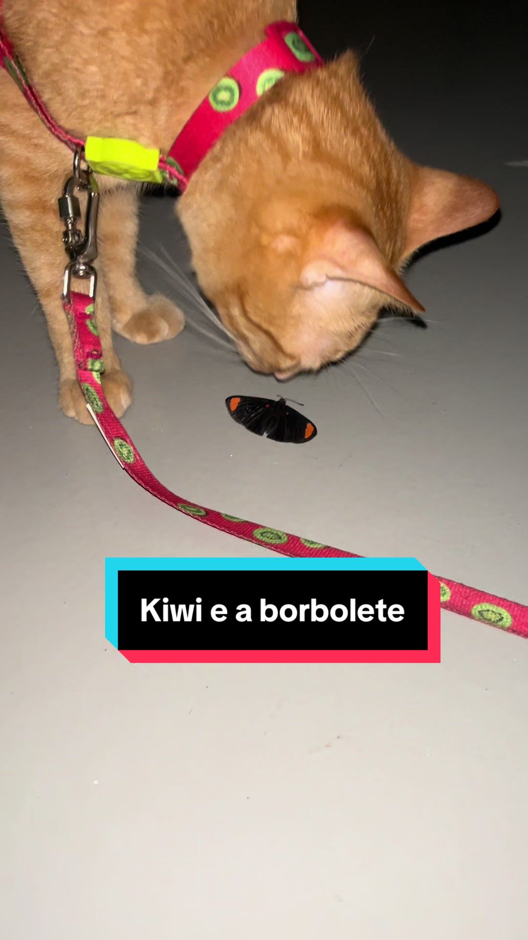 @Kiwi & Camomila