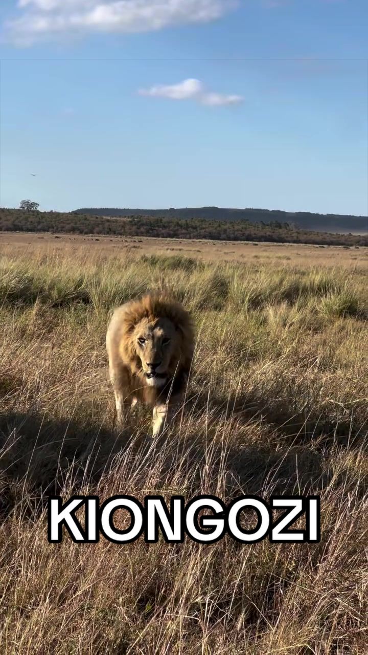 @Nai (aka Lion Expert)