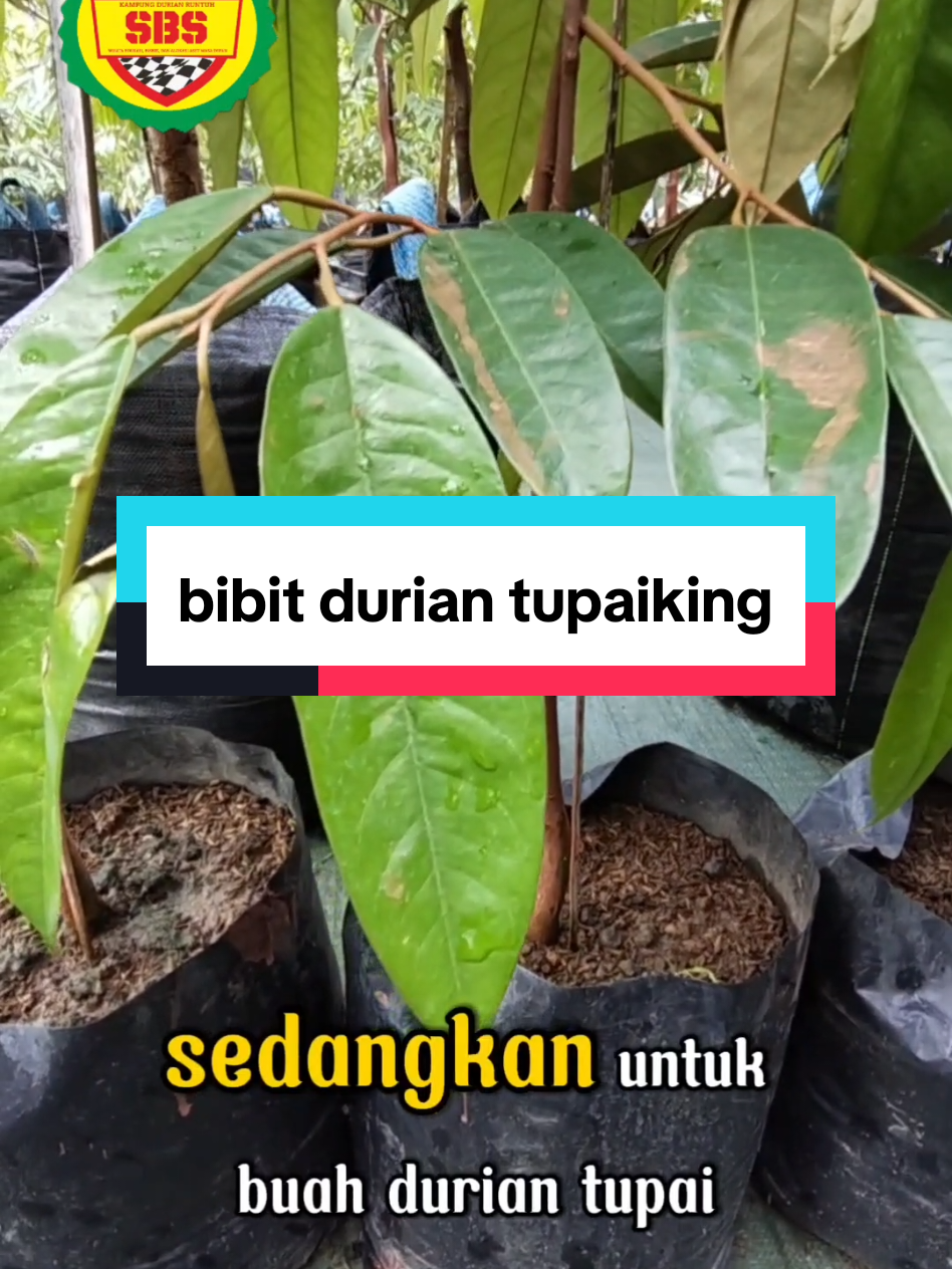 @Produksi Buah_SBS