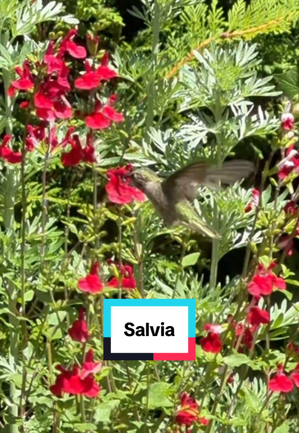 @Ava Dahlia 🇨🇦👩&zwj;🌾✌️