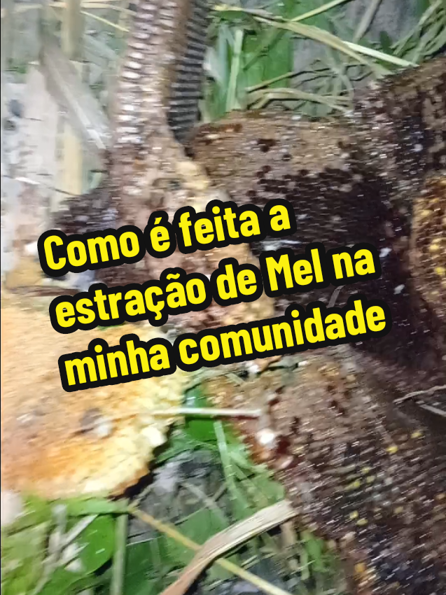 @professor Macabe&ccedil;a