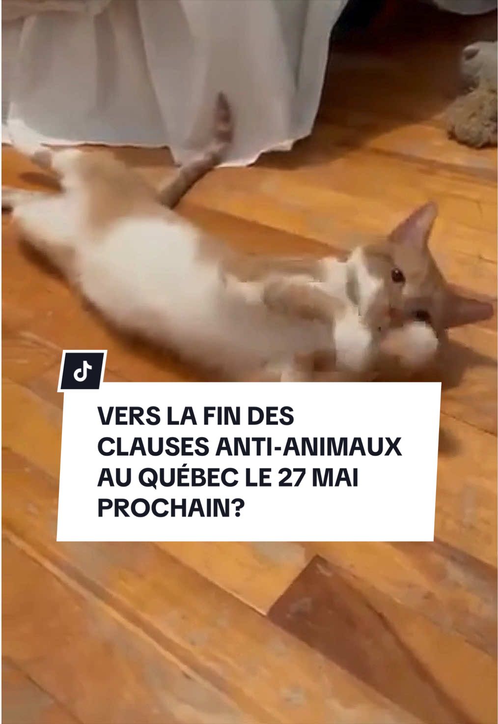 @Montreal SPCA