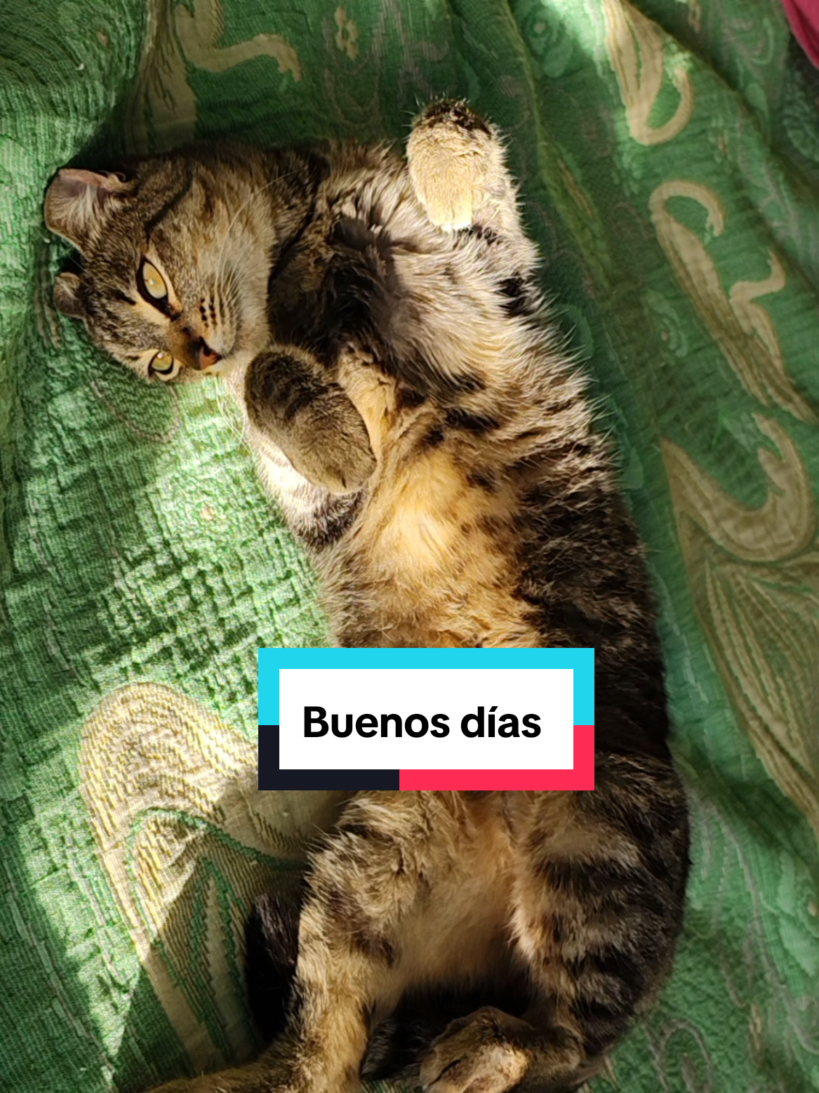 @Lunita🐱🌜