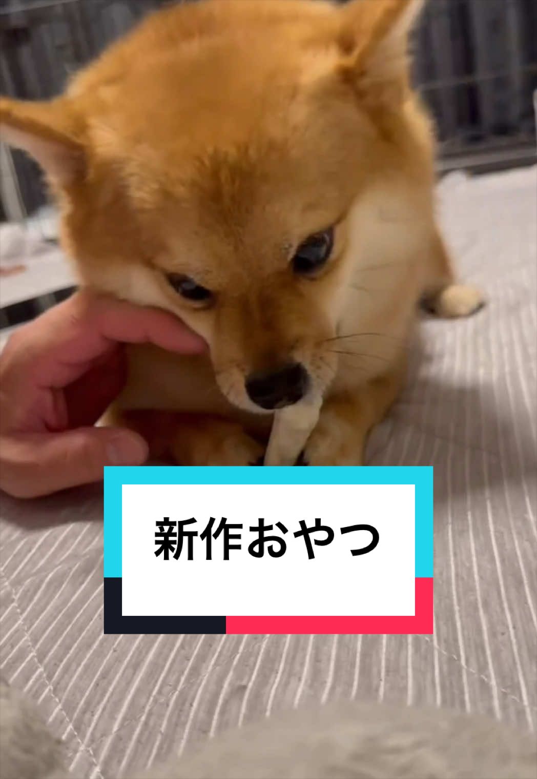 @🐶とん&ぺっぺこぺー🦊