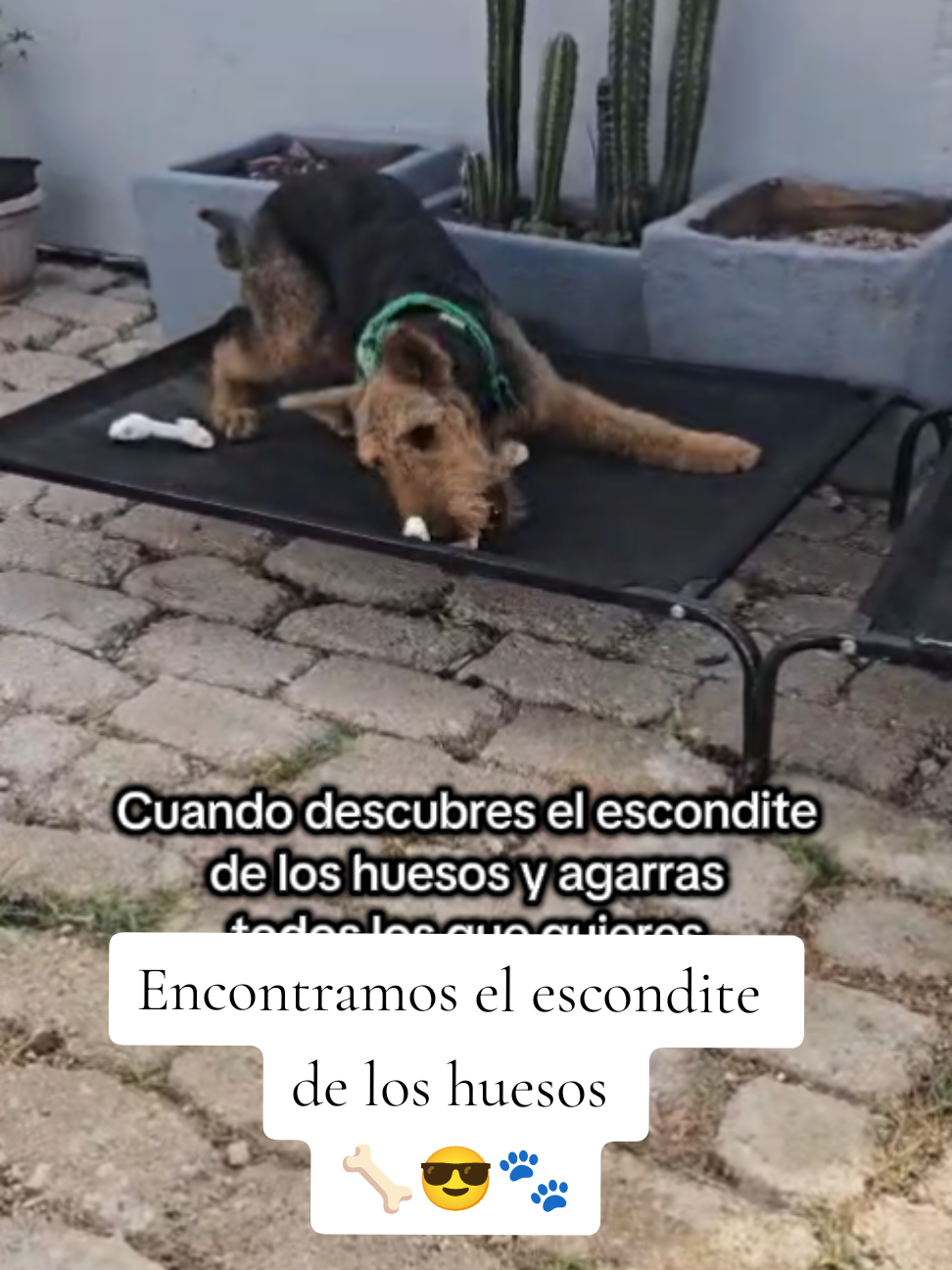 @Trufa Y M&aacute;ximo🐾Airedales