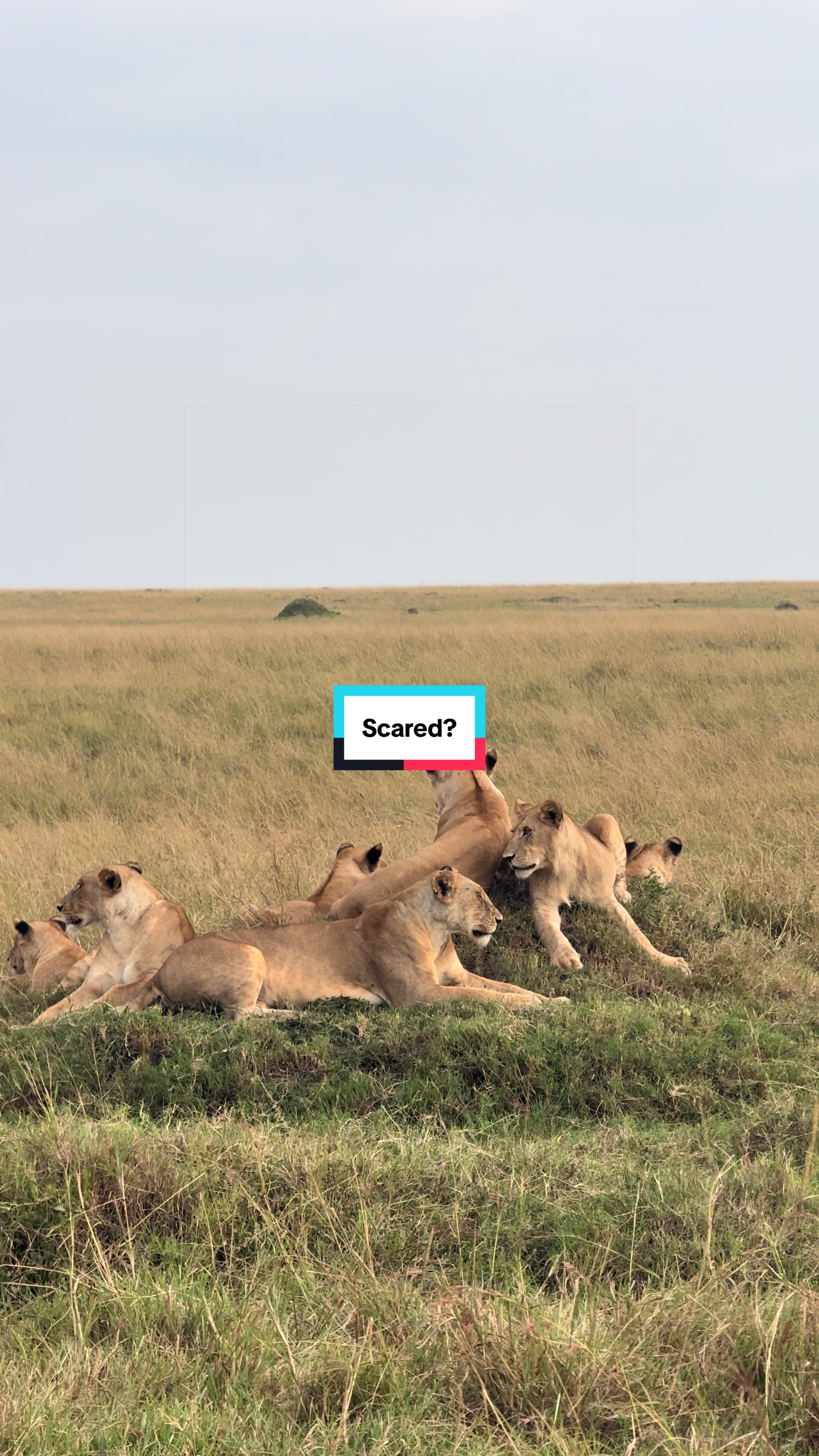 @Milana Tours and Safaris