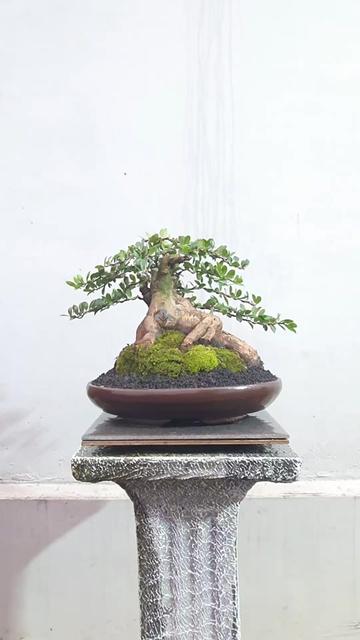 @Bonsai Mungil