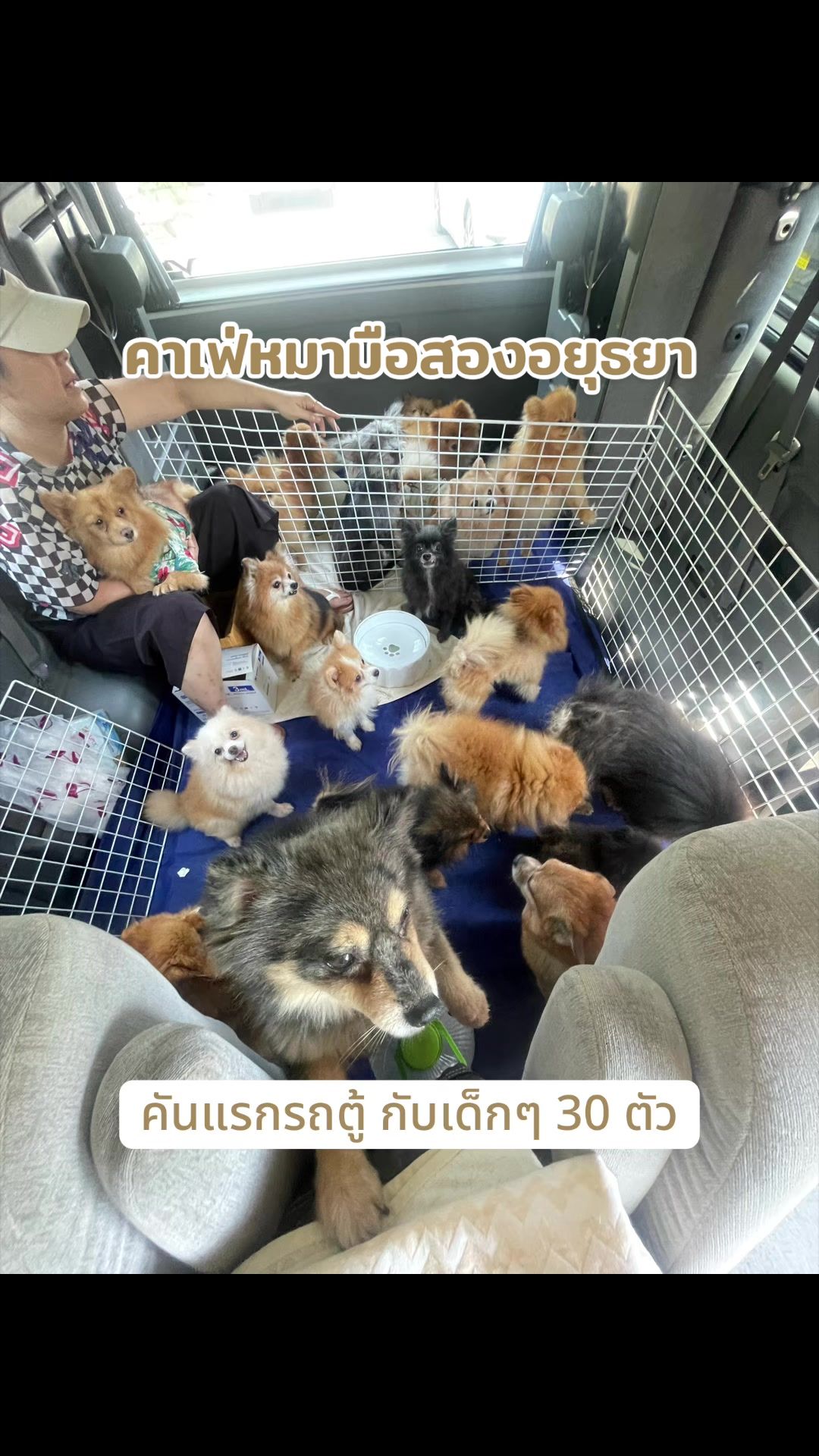 @P Dog Space คาเฟ่หมามือสอง 🐶