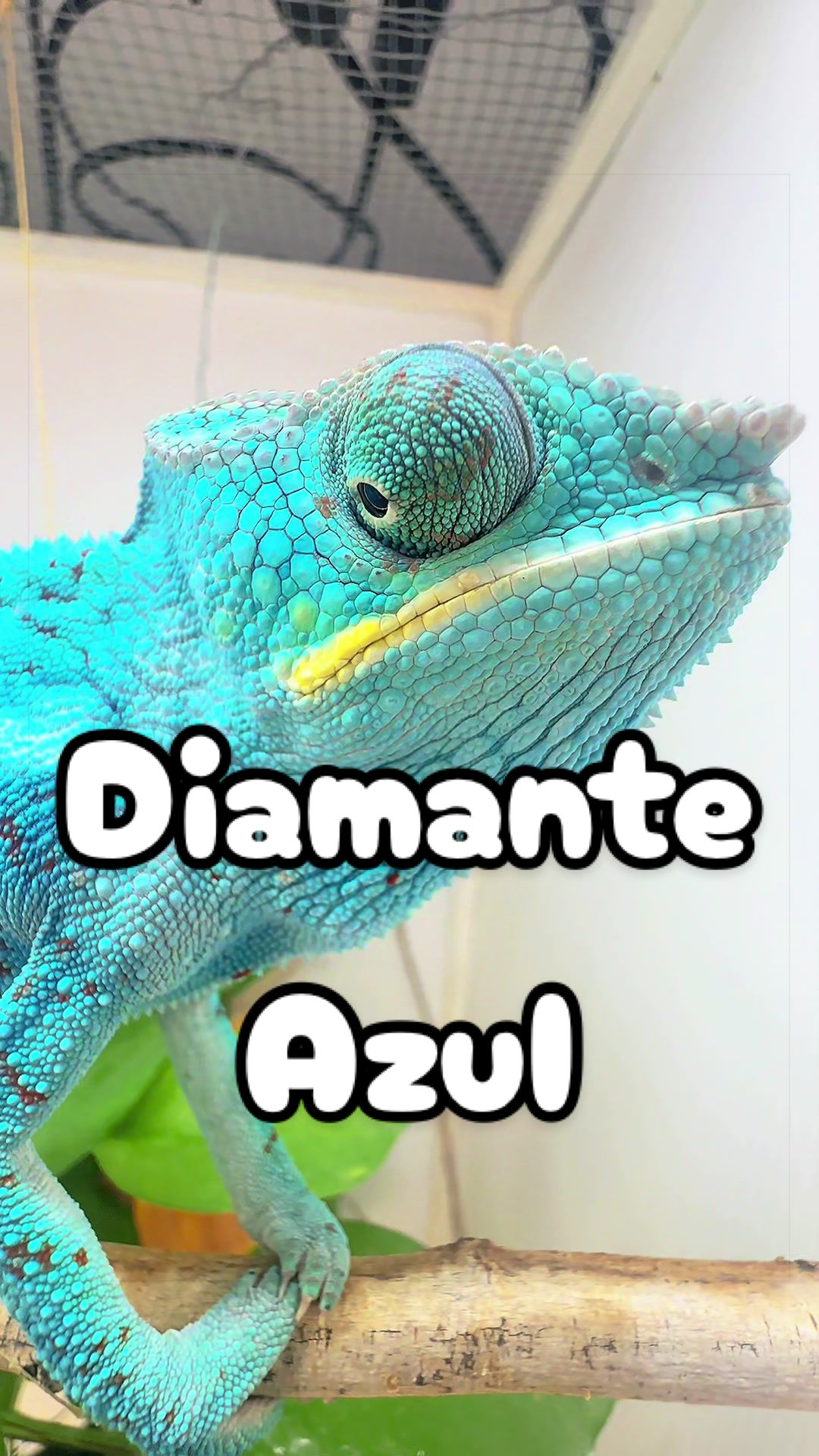 @ReptilMania