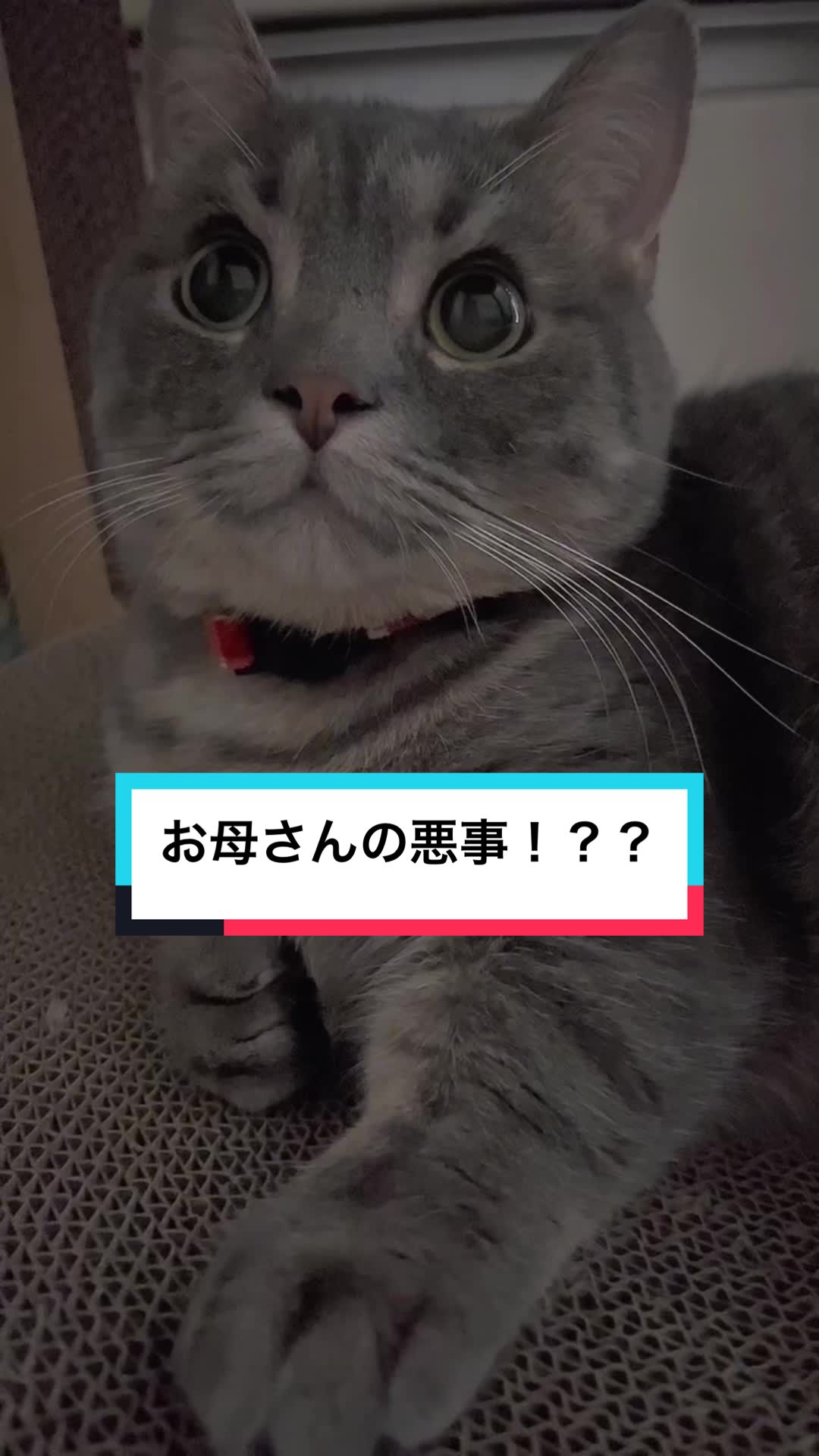 @ふたばꕤ︎︎