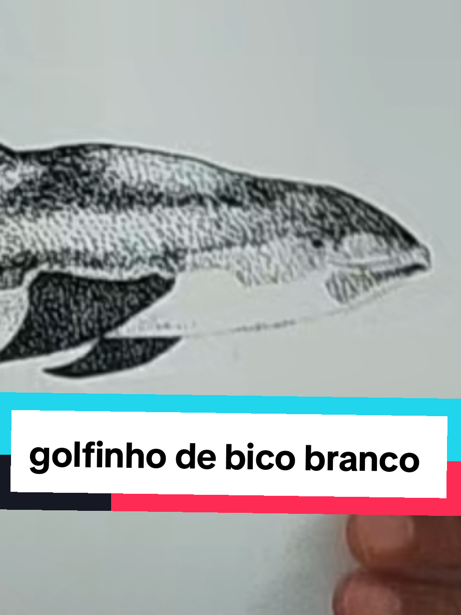 @Afonso Henrique