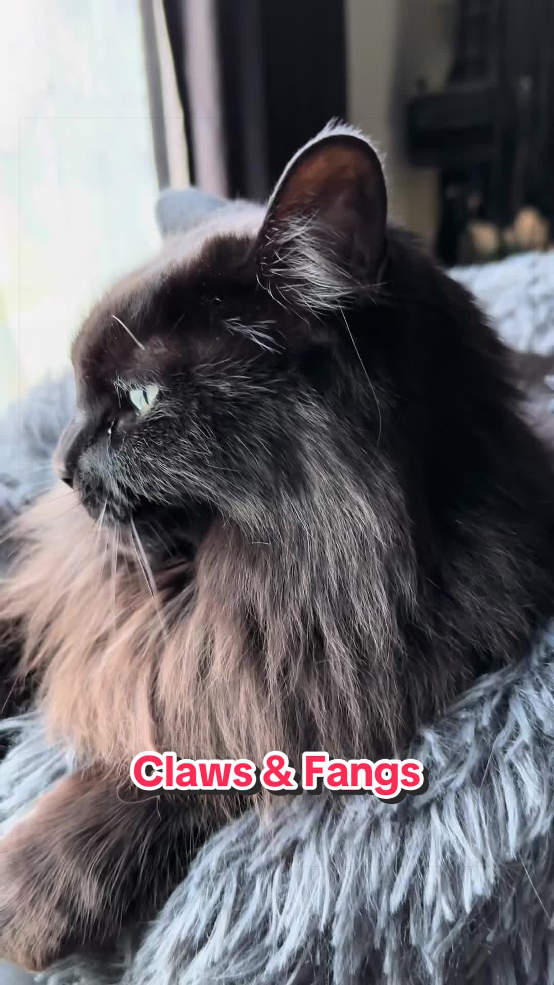 @Sir FluffyButt,the cat🇨🇦🇺🇦